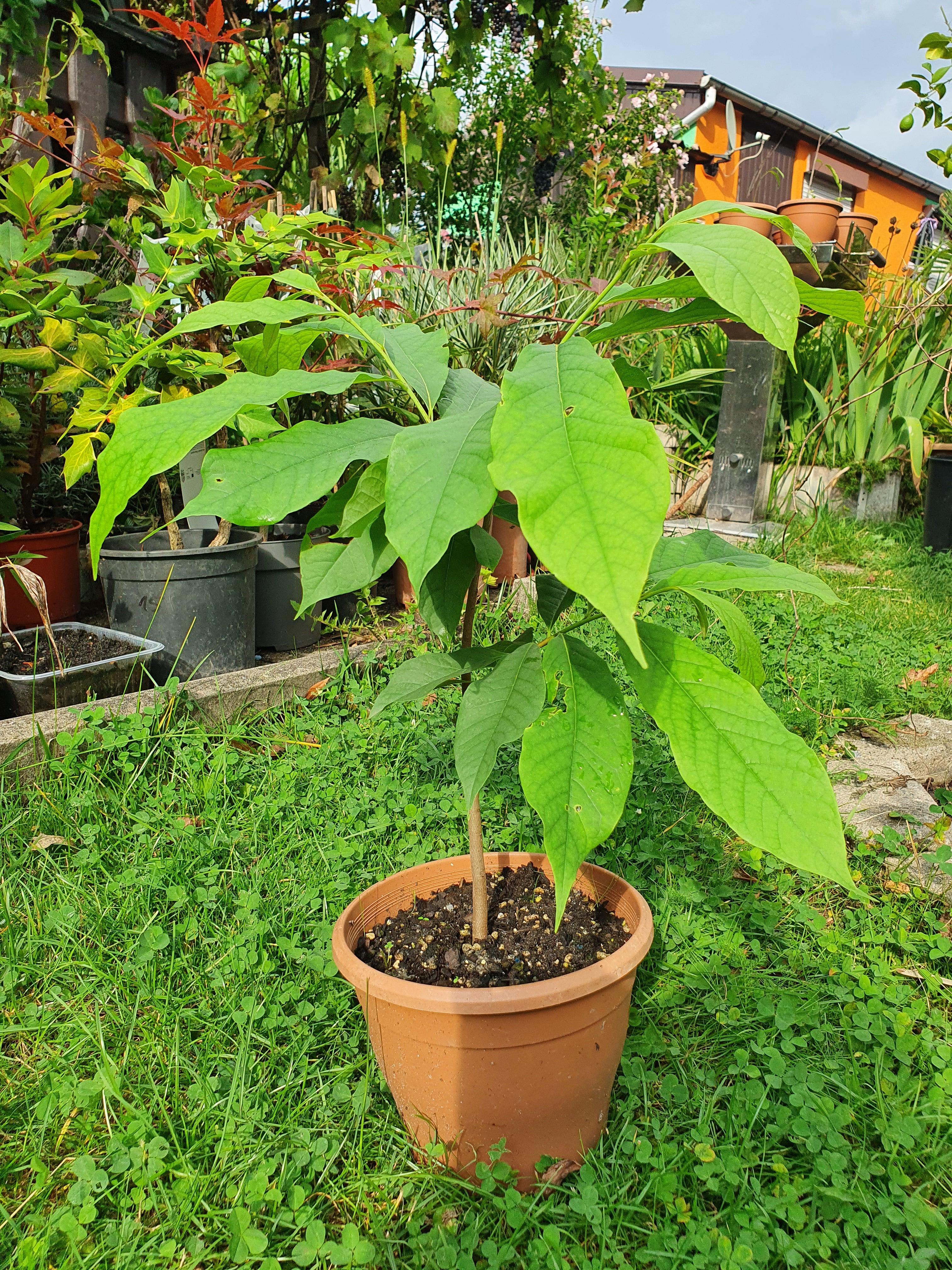 Asimina triloba &