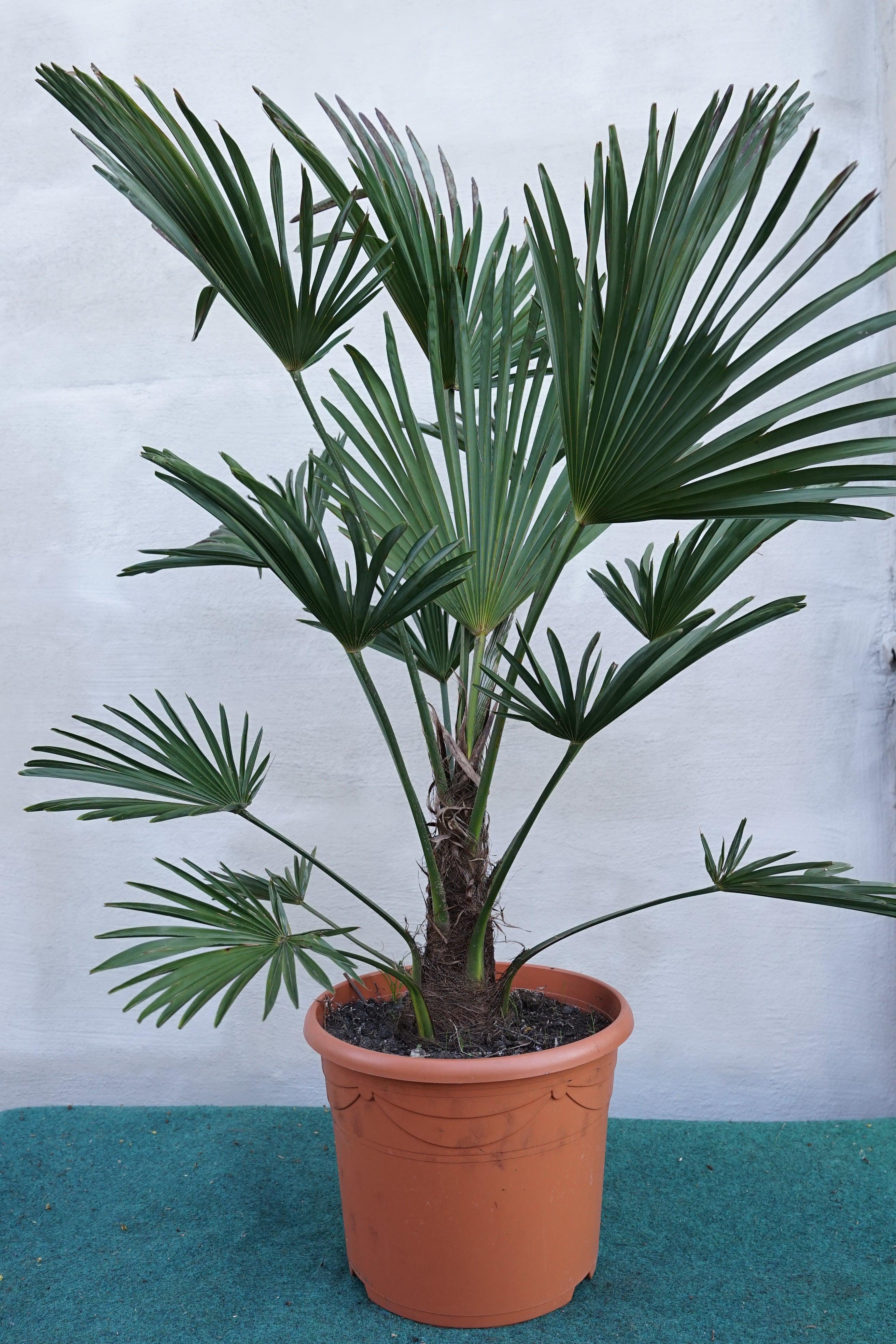 Trachycarpus wagnerianus - Wagner Hanfpalme - Image