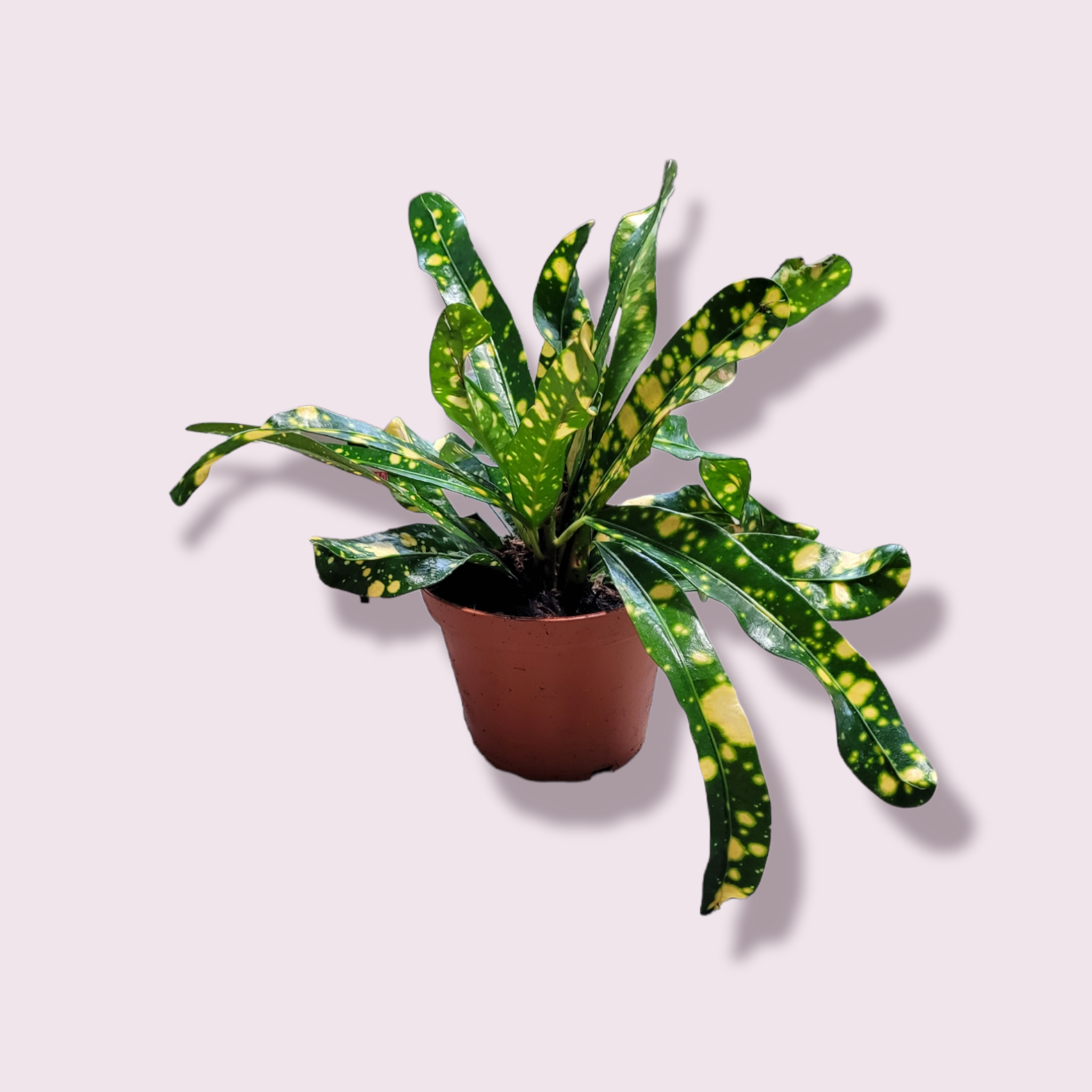 Codiaeum variegatum &