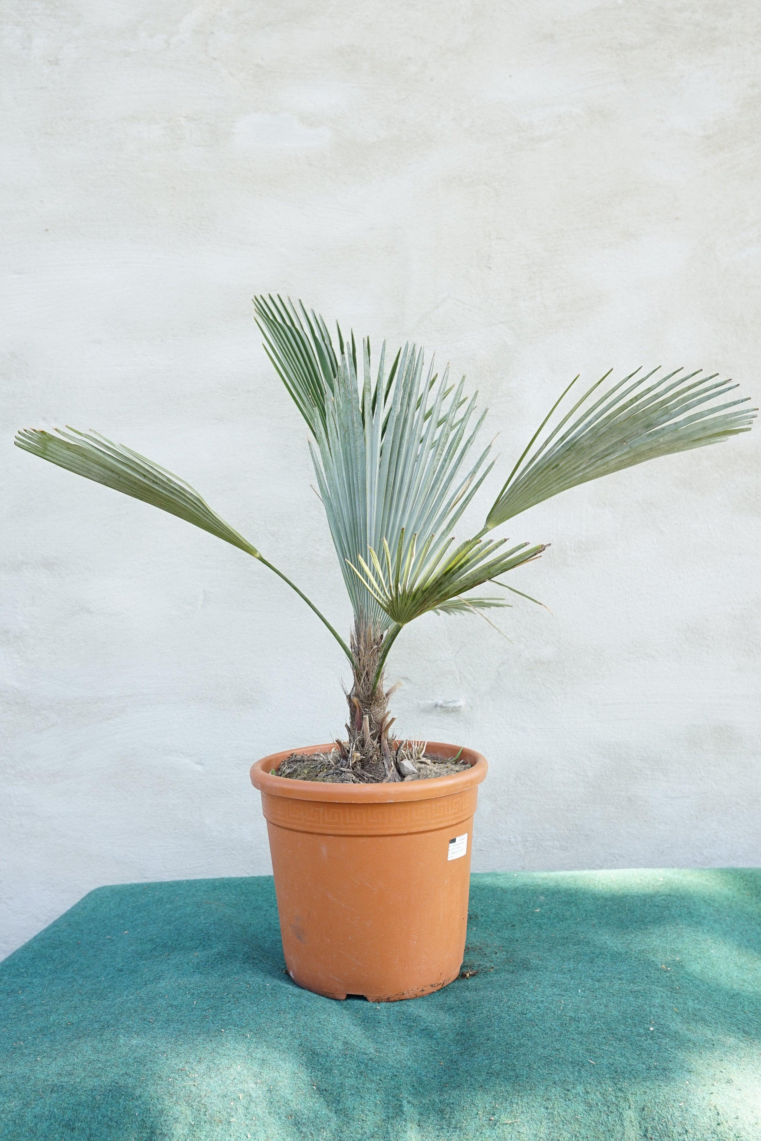 Trachycarpus princeps - Marmorhanfpalme - Image 