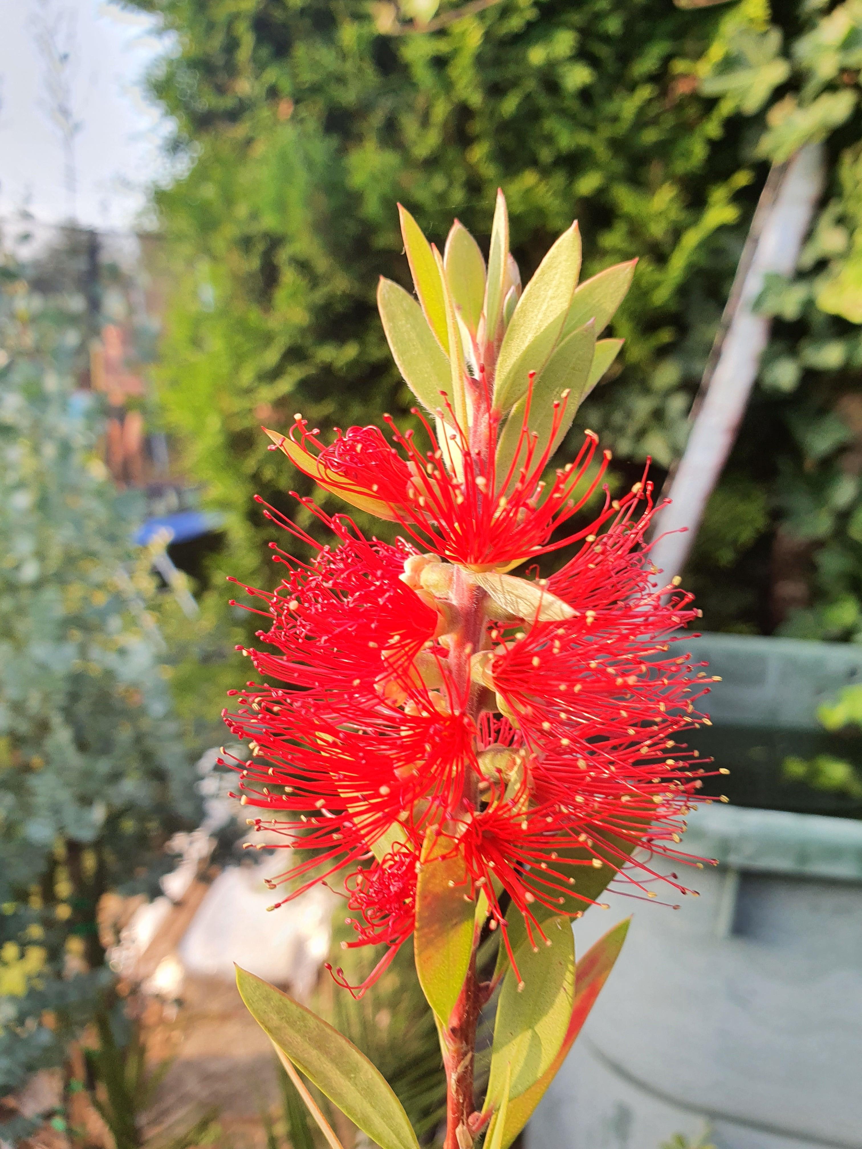 Callistemon laevis - Karminroter Zylinderputzer - Image