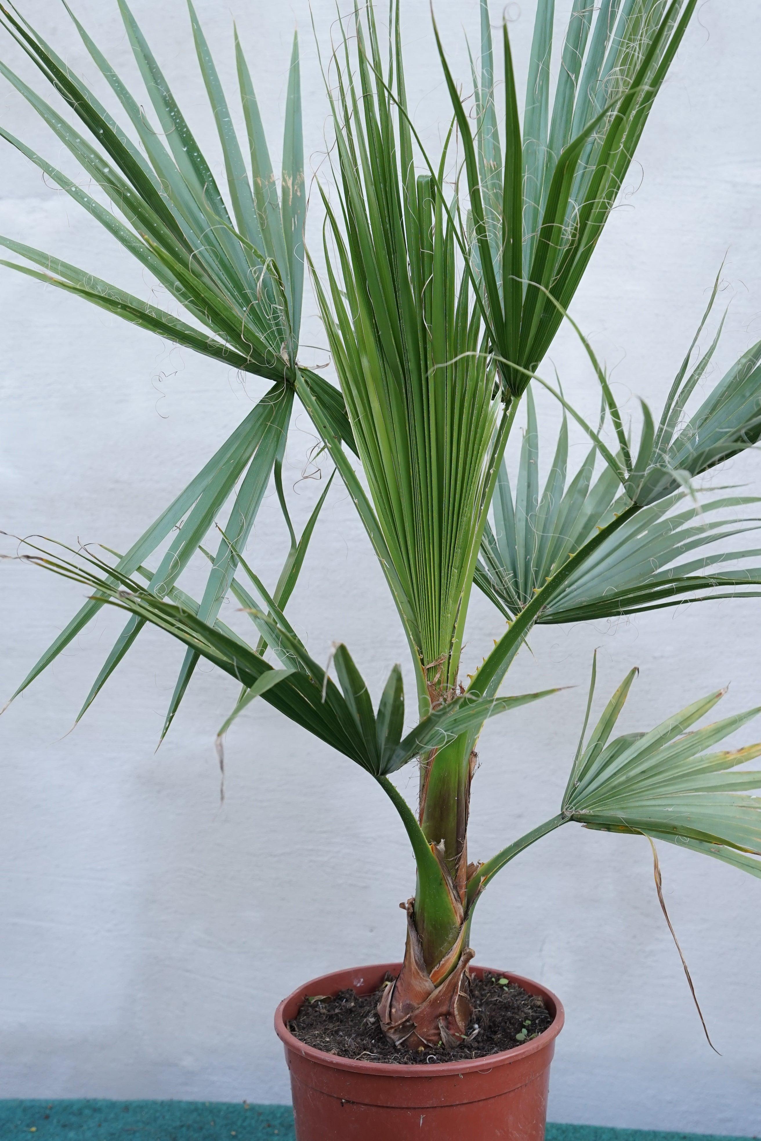 Washingtonia robusta - Mammutpalme - Image