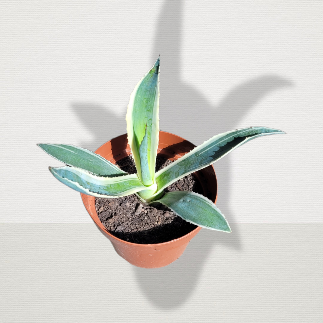 Agave americana variegata - Amerikanische Agave