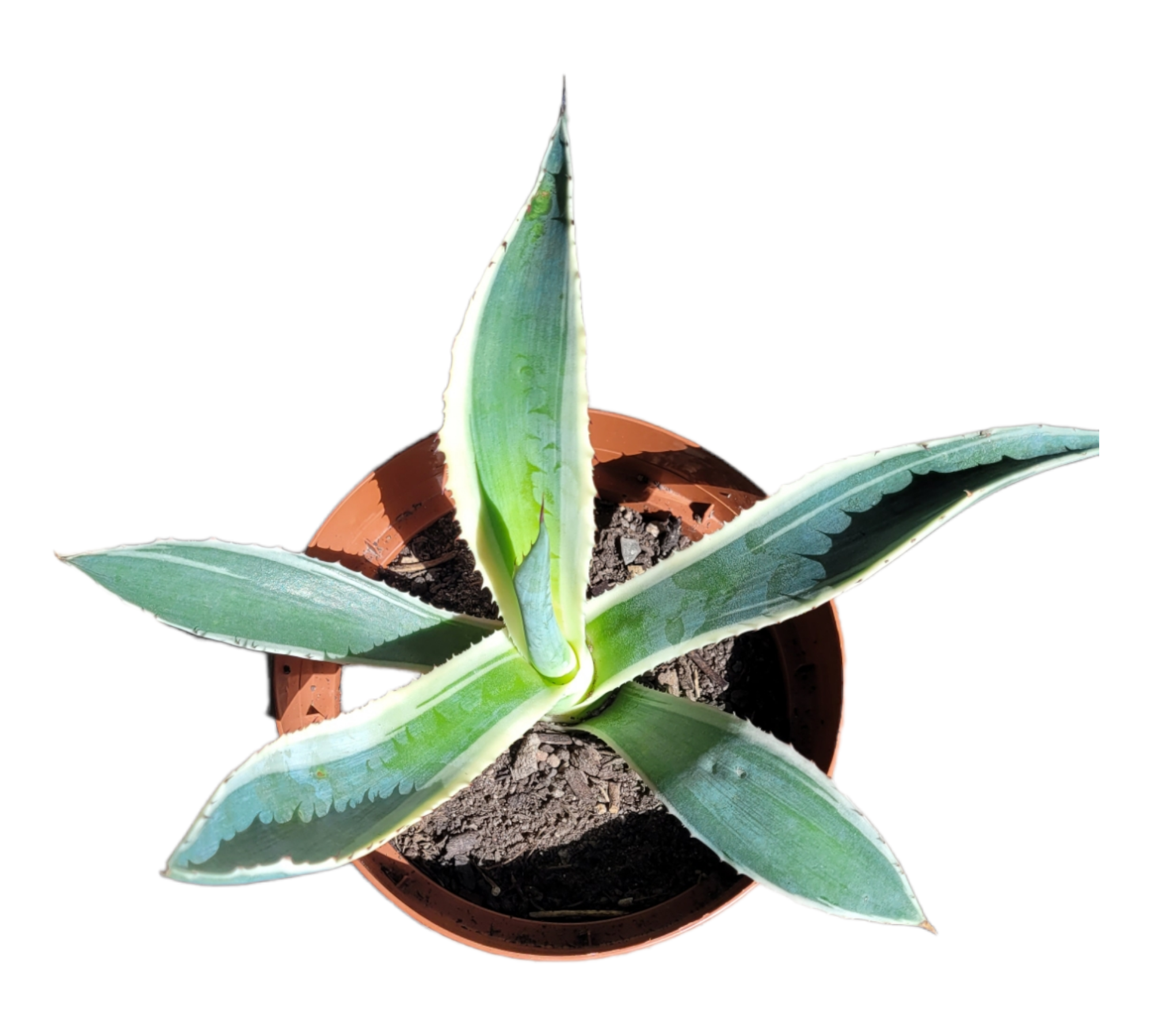 Agave americana variegata - Amerikanische Agave