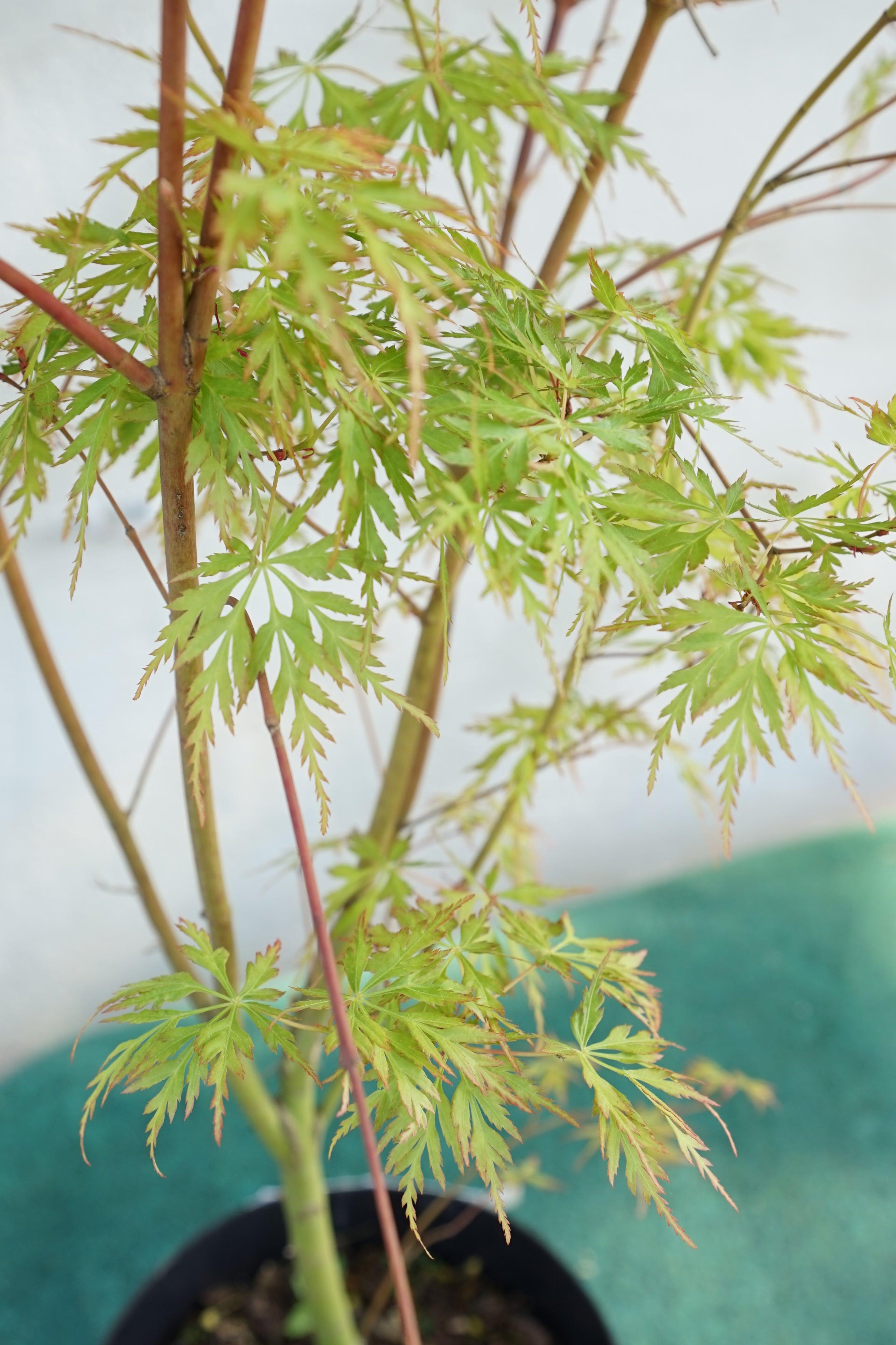 Acer palmatum &