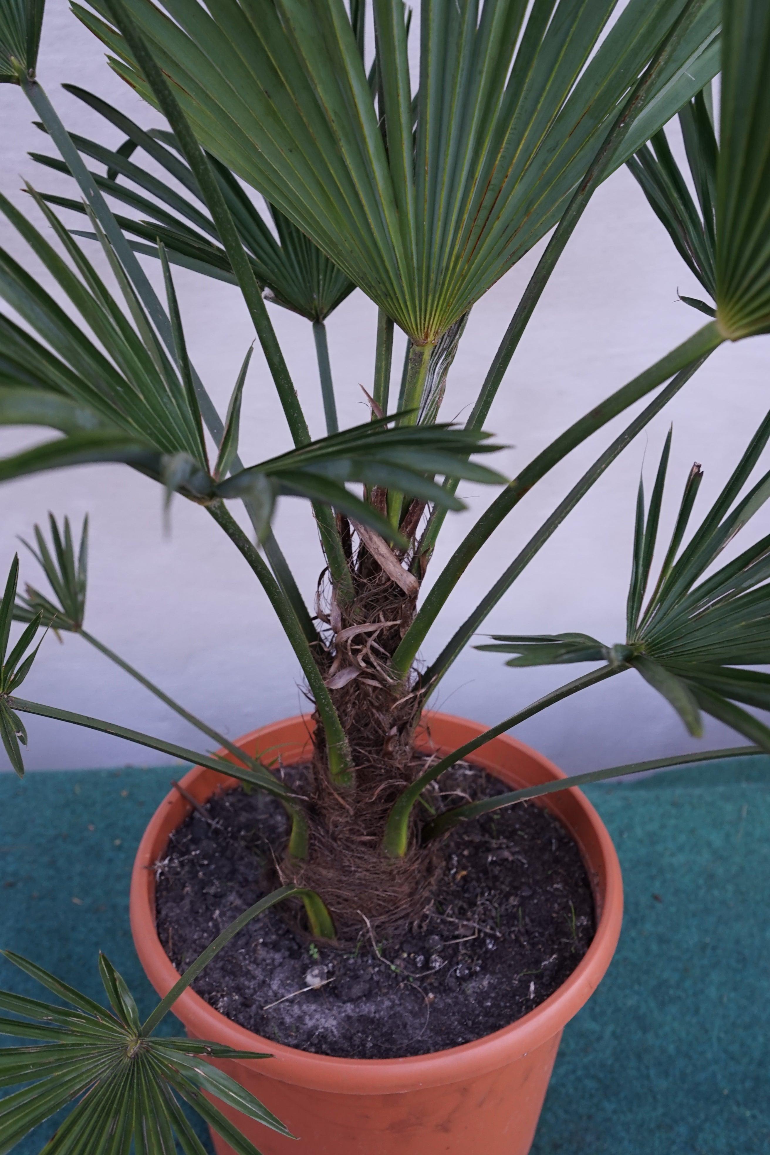 Trachycarpus wagnerianus - Wagner Hanfpalme - Image