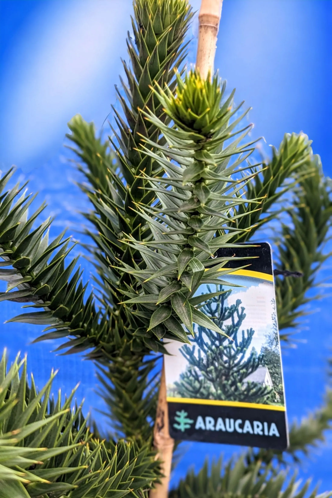 Araucaria araucana - Chilenische Araukarie - Image