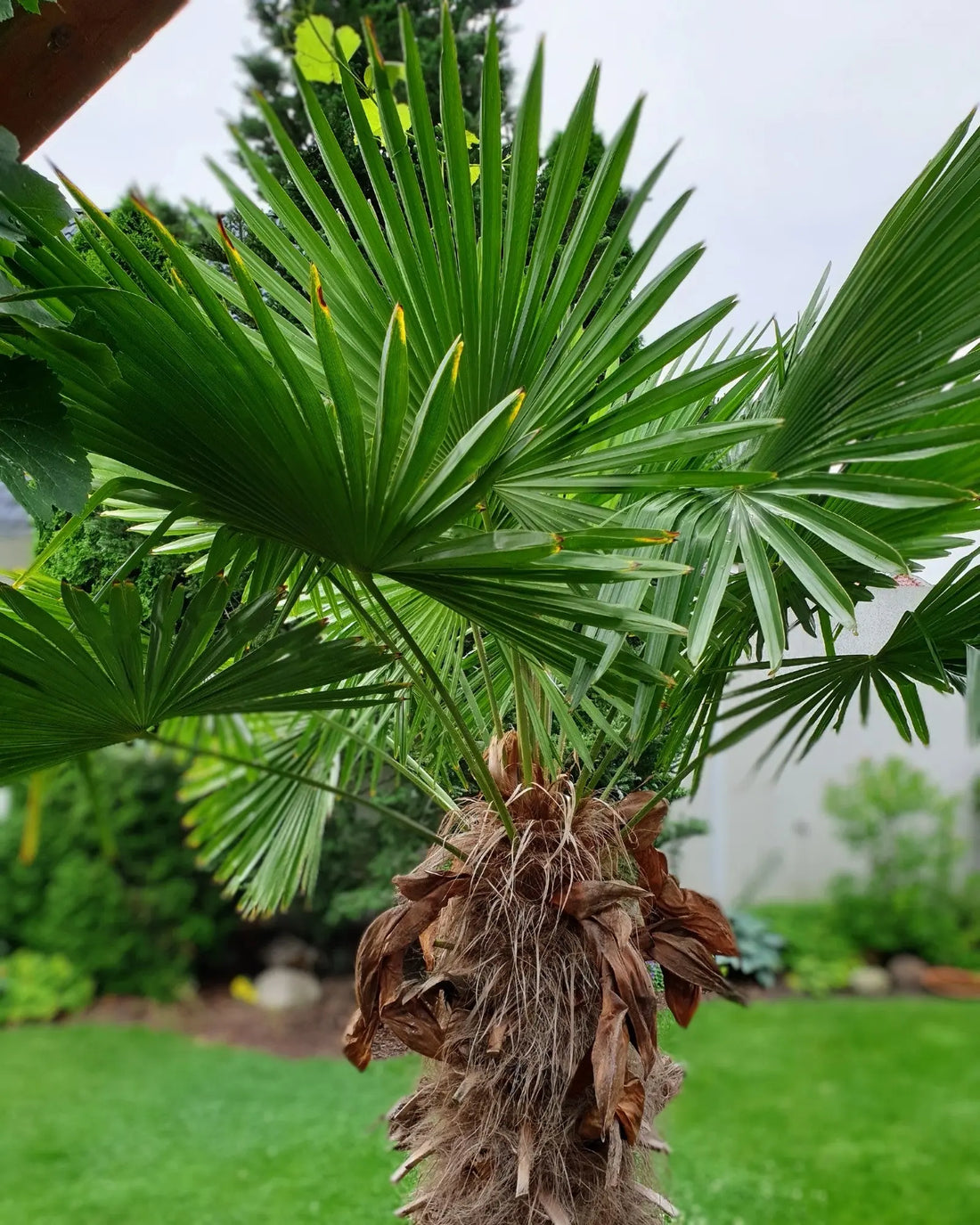 Trachycarpus wagnerianus - Wagner Hanfpalme - Image