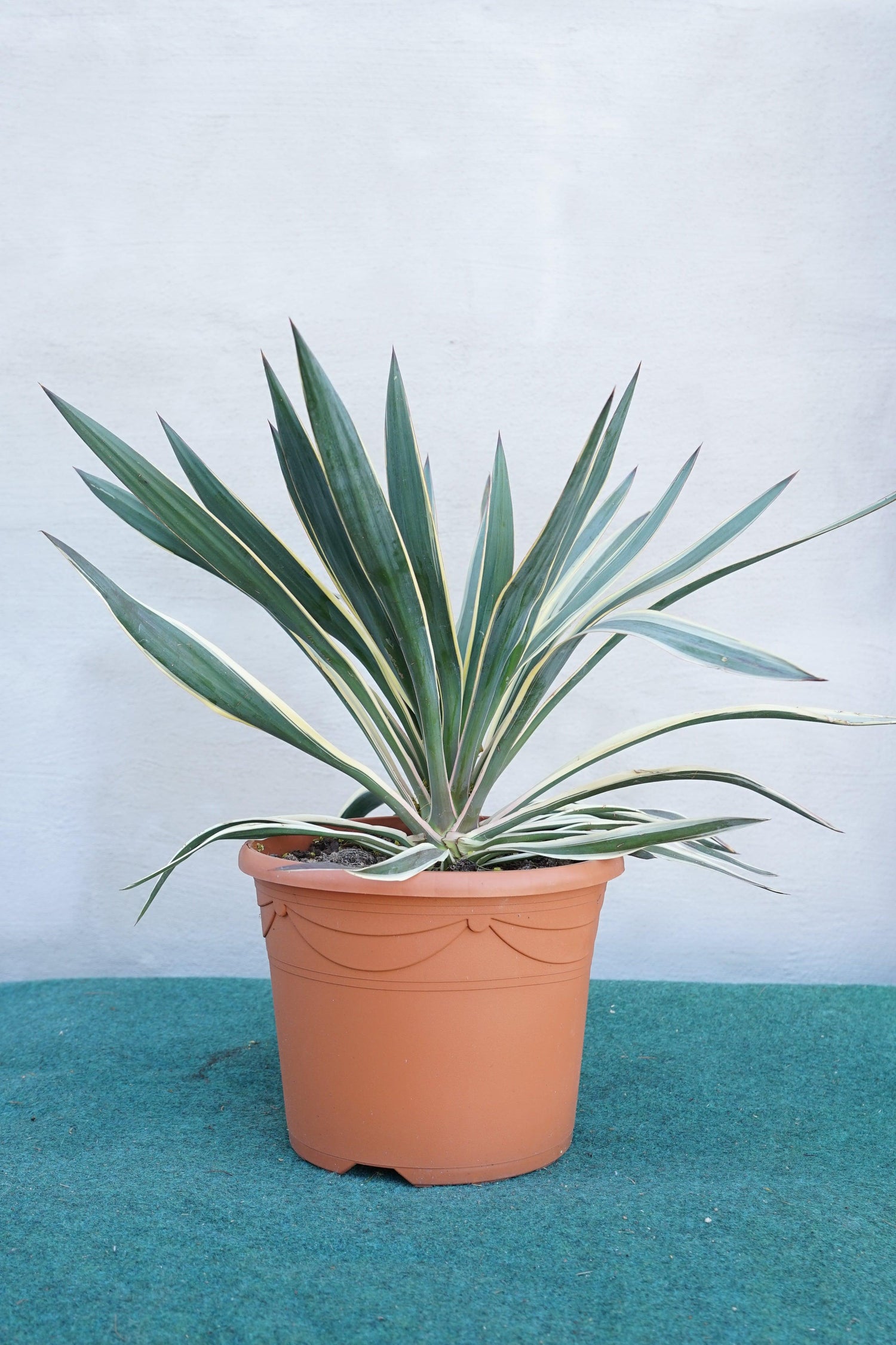 Yucca gloriosa variegata - Panaschierte Yucca - Image