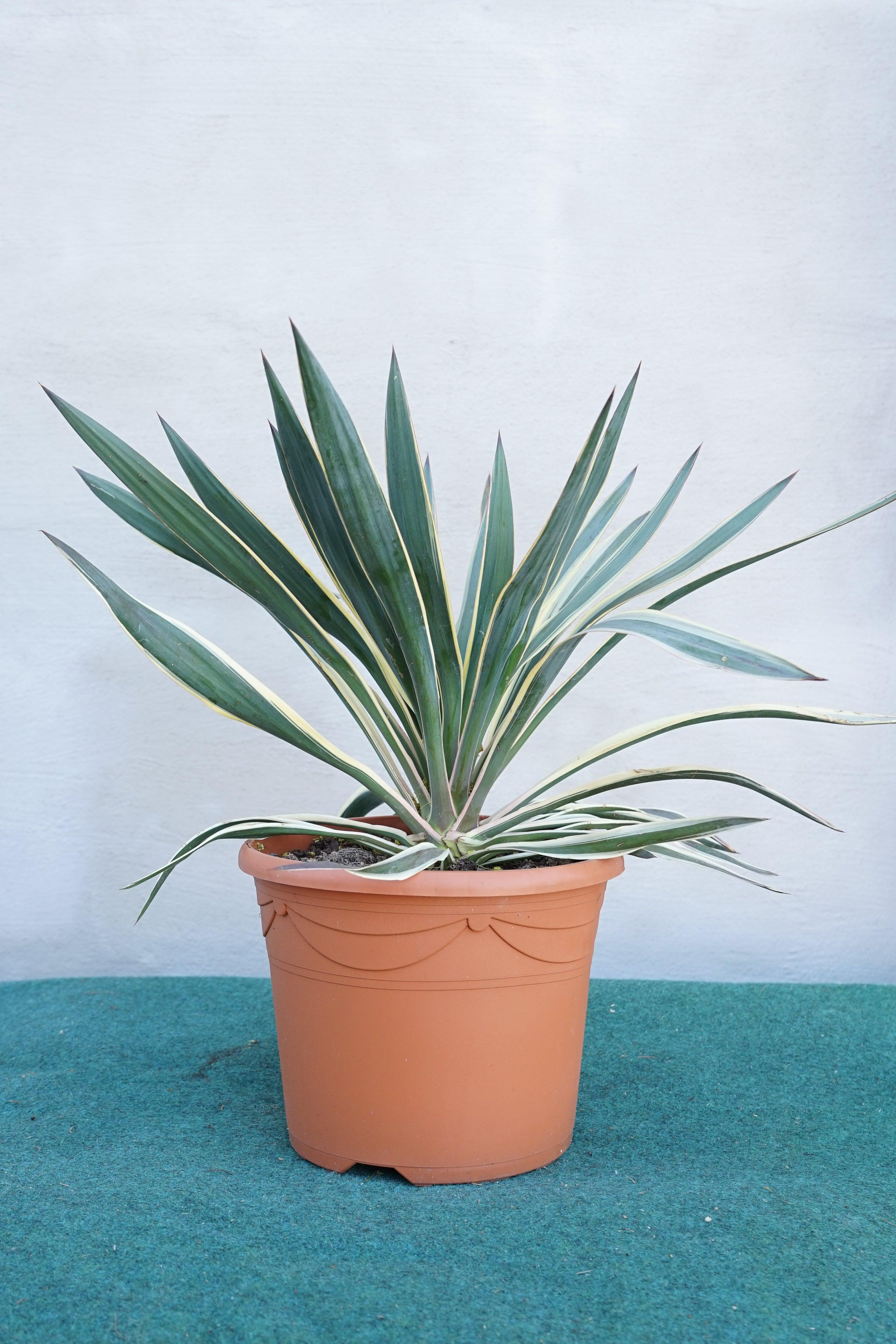 Yucca gloriosa variegata - Panaschierte Yucca - Image