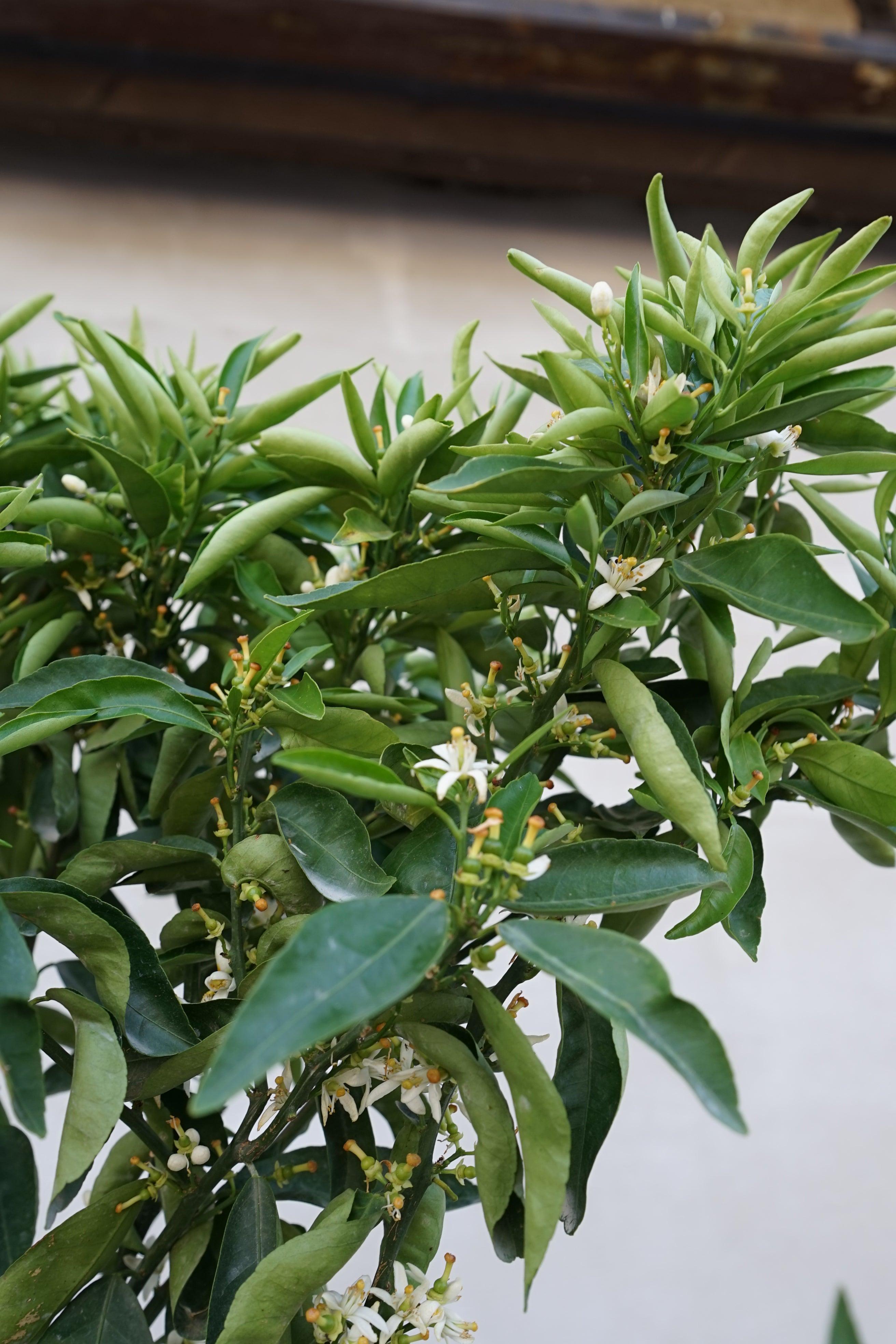 Citrus reticulata - Mandarine Mandarinenbaum - Image