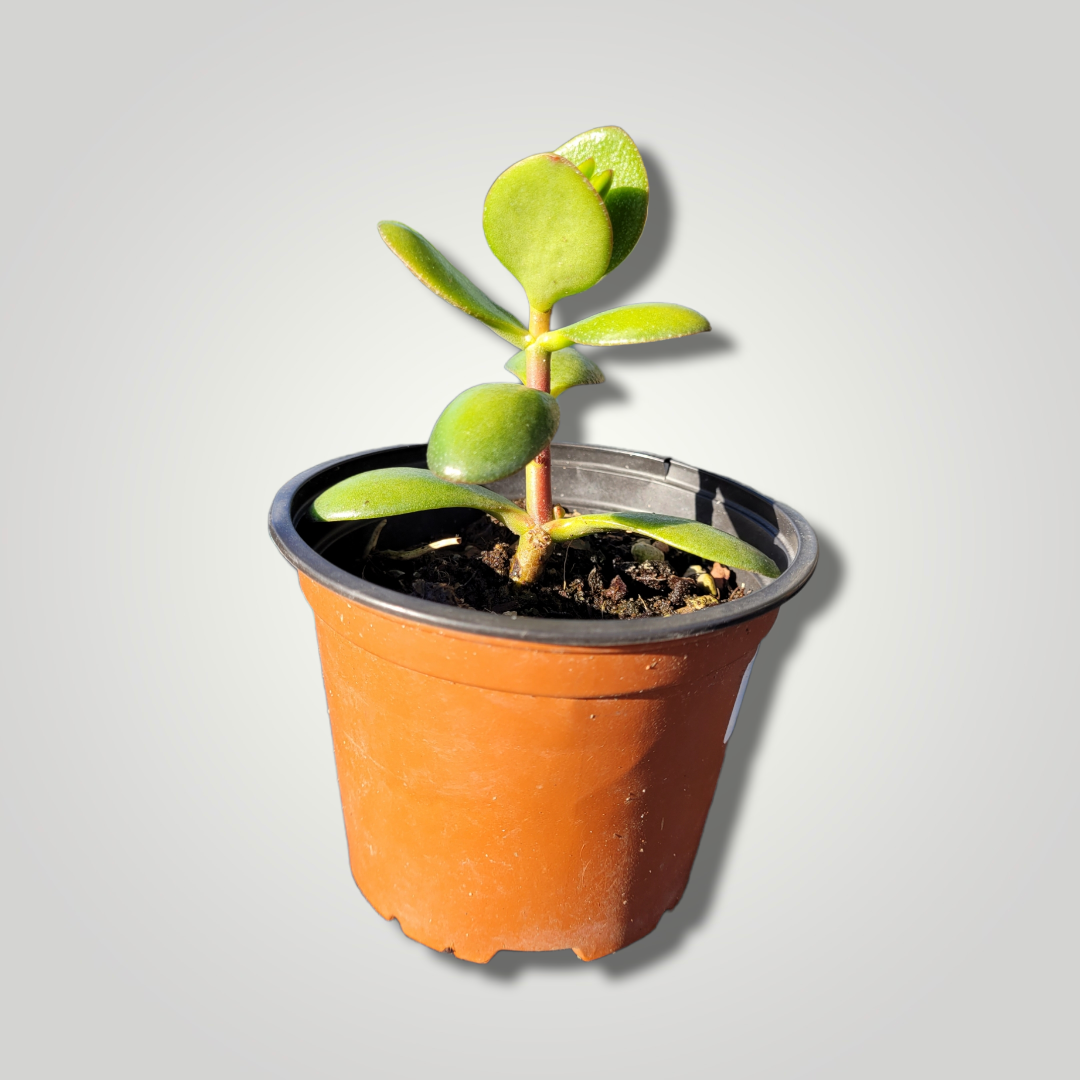 Crassula ovata - Jadestrauch Geldbaum - Image