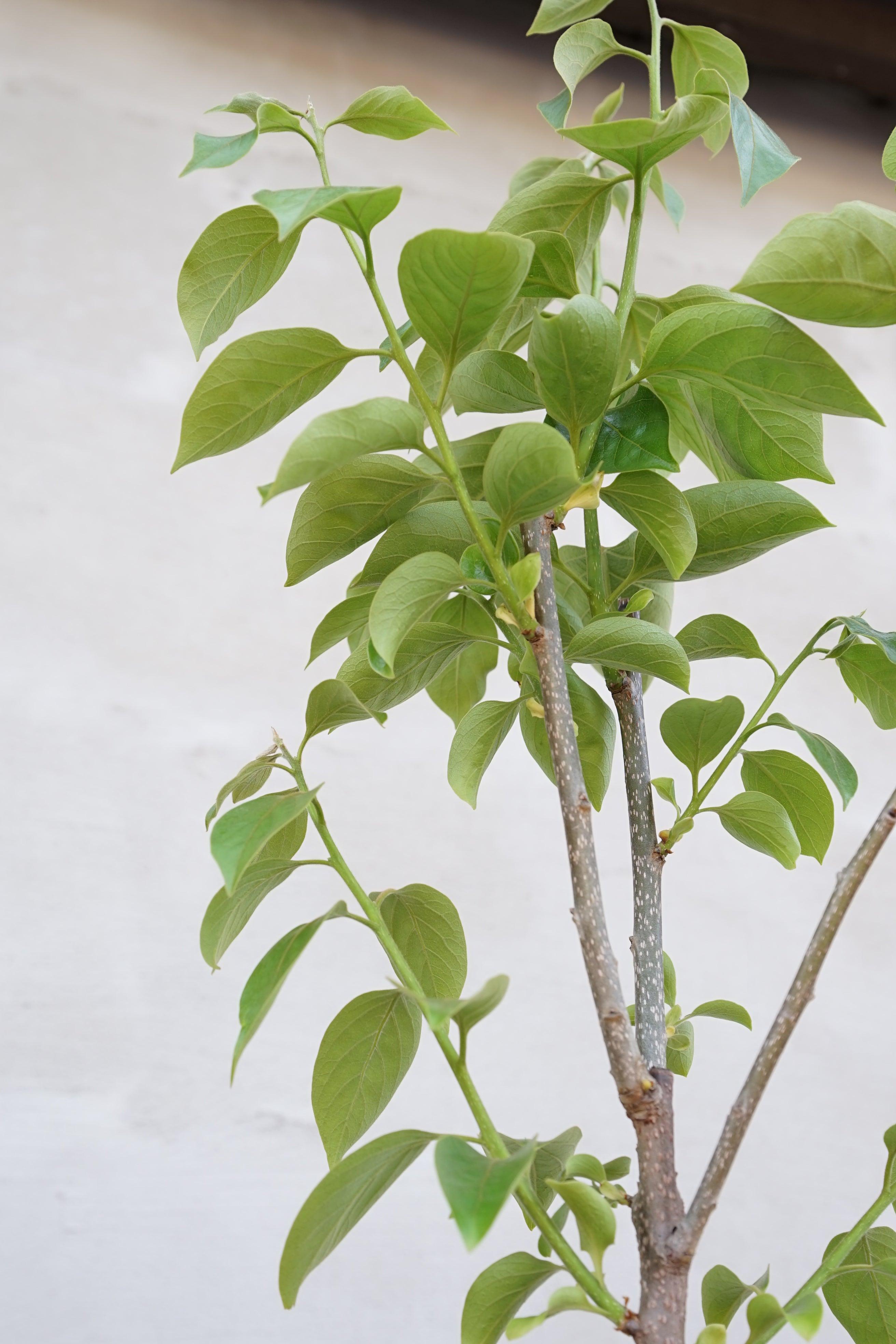 Diospyros Kaki - Kaki Kakibaum - Image