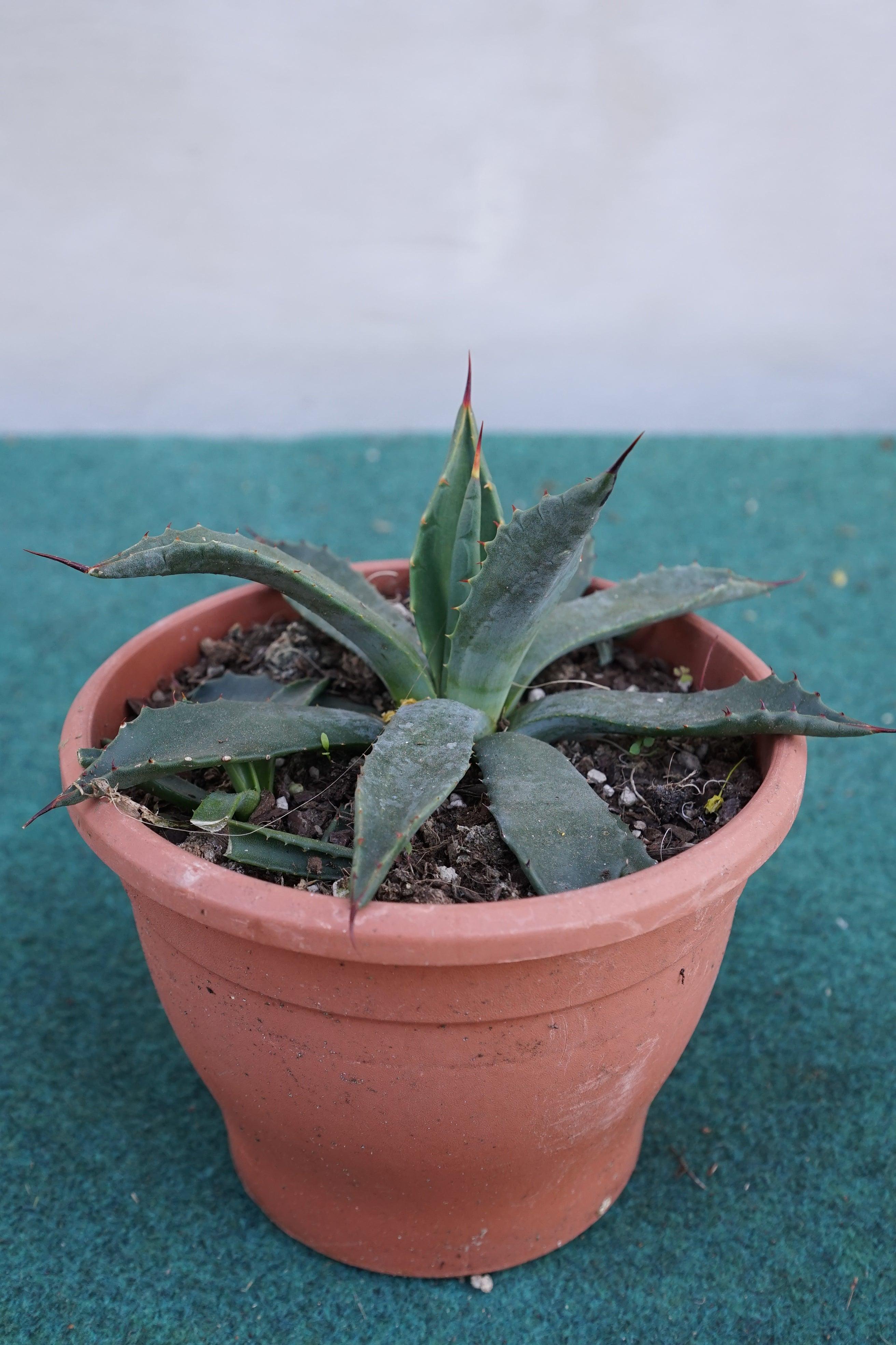 Agave parryi sp. parryi - Winterharte Agave - Image