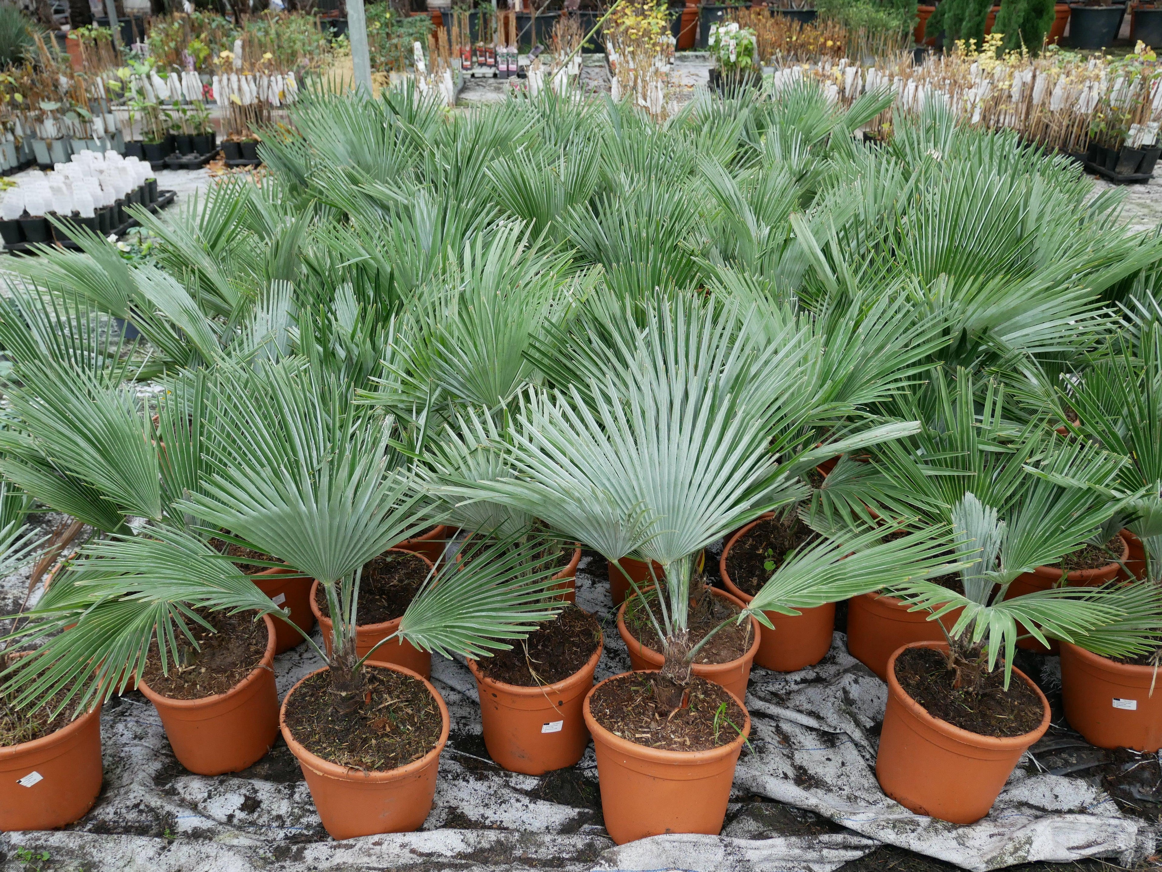 Trachycarpus princeps - Marmorhanfpalme Fächerpalmen Sachsenpalmen