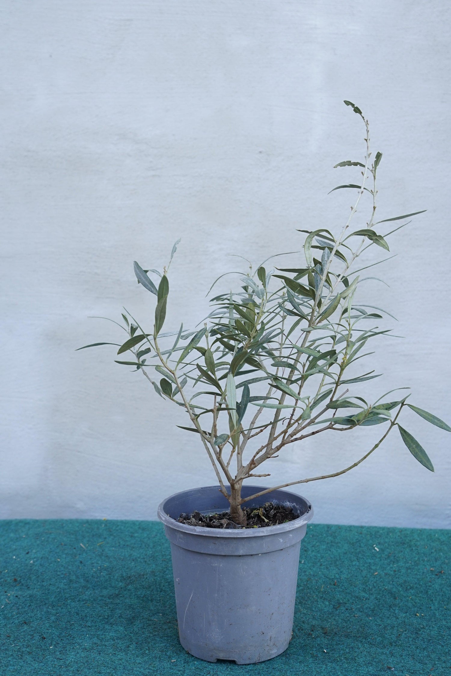 Olea europea - Olivenbaum Ölbaum - Image