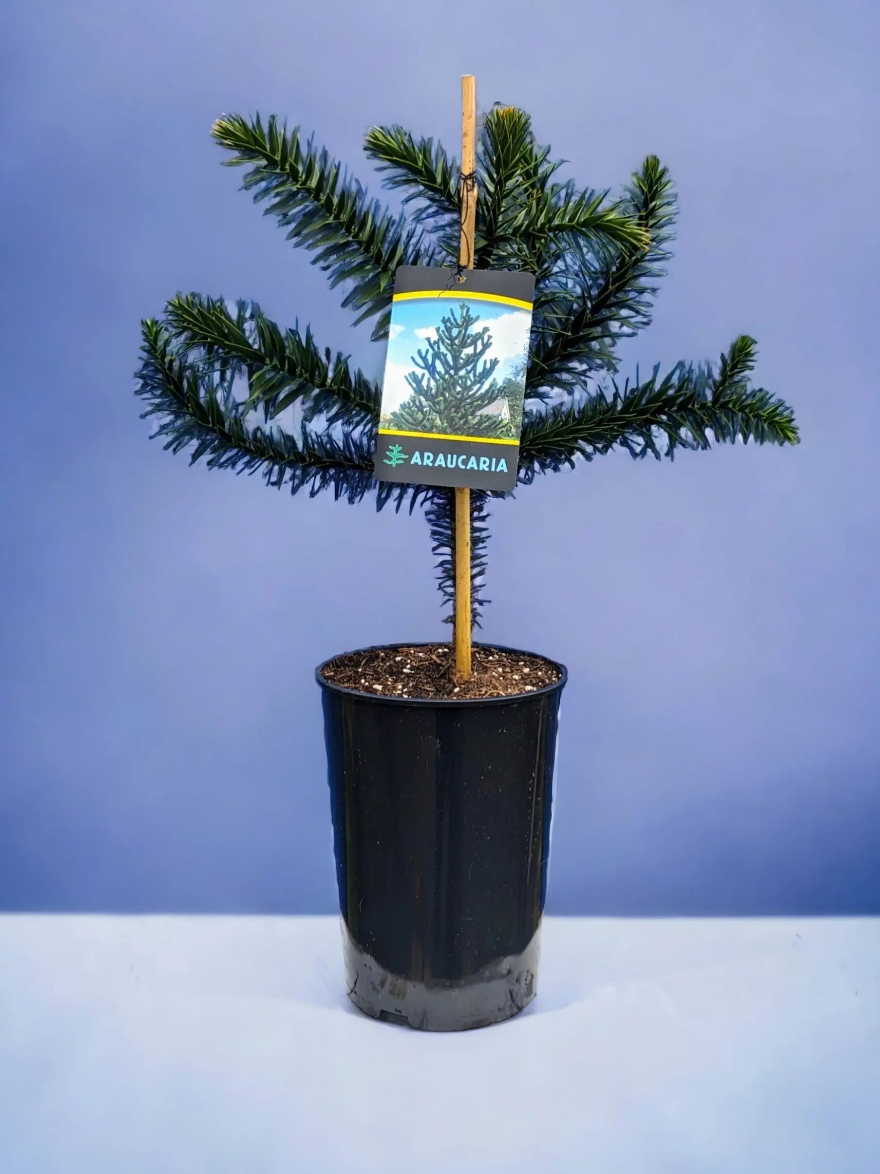 Araucaria araucana - Chilenische Araukarie - Image