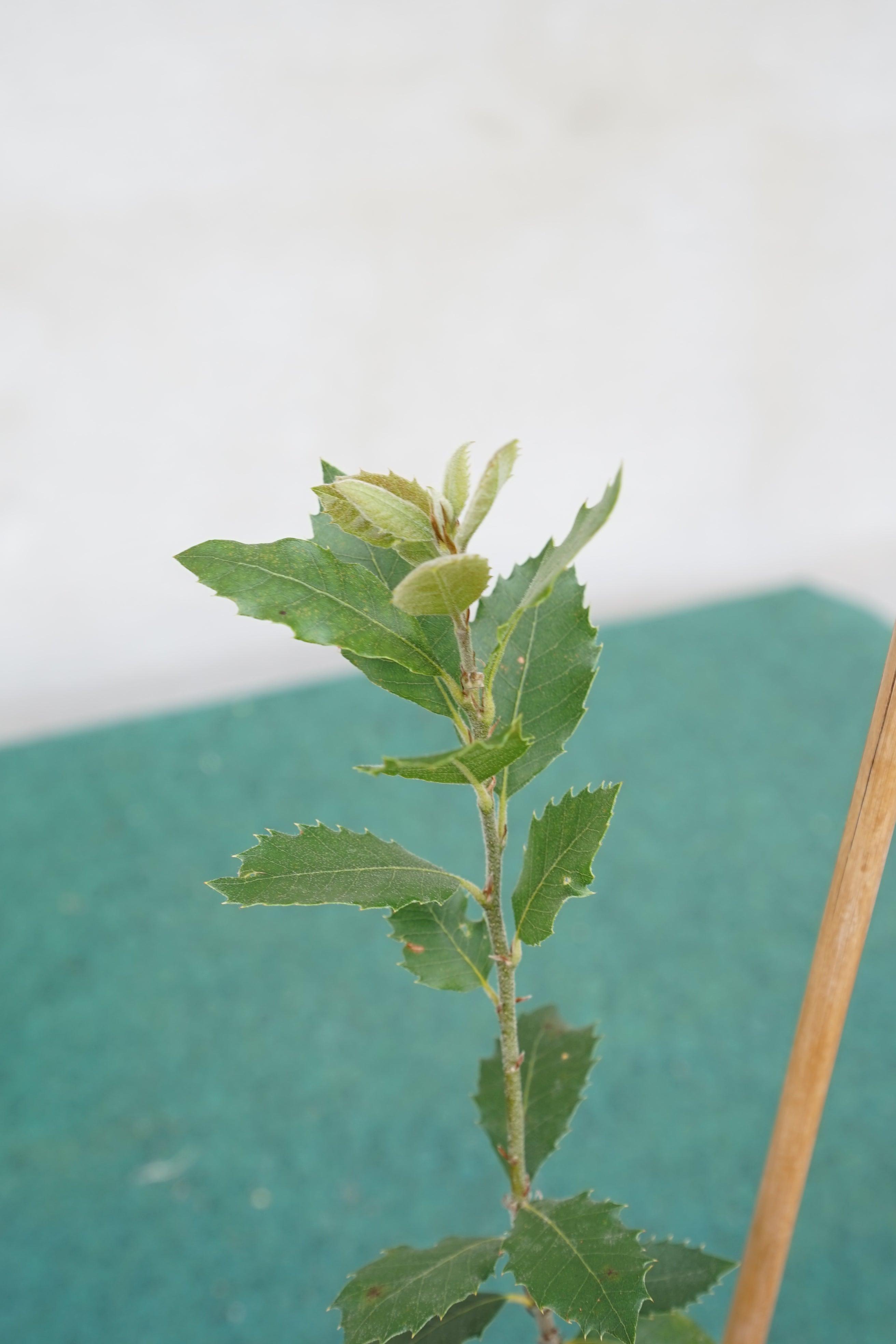 Quercus ilex - Steineiche - Image