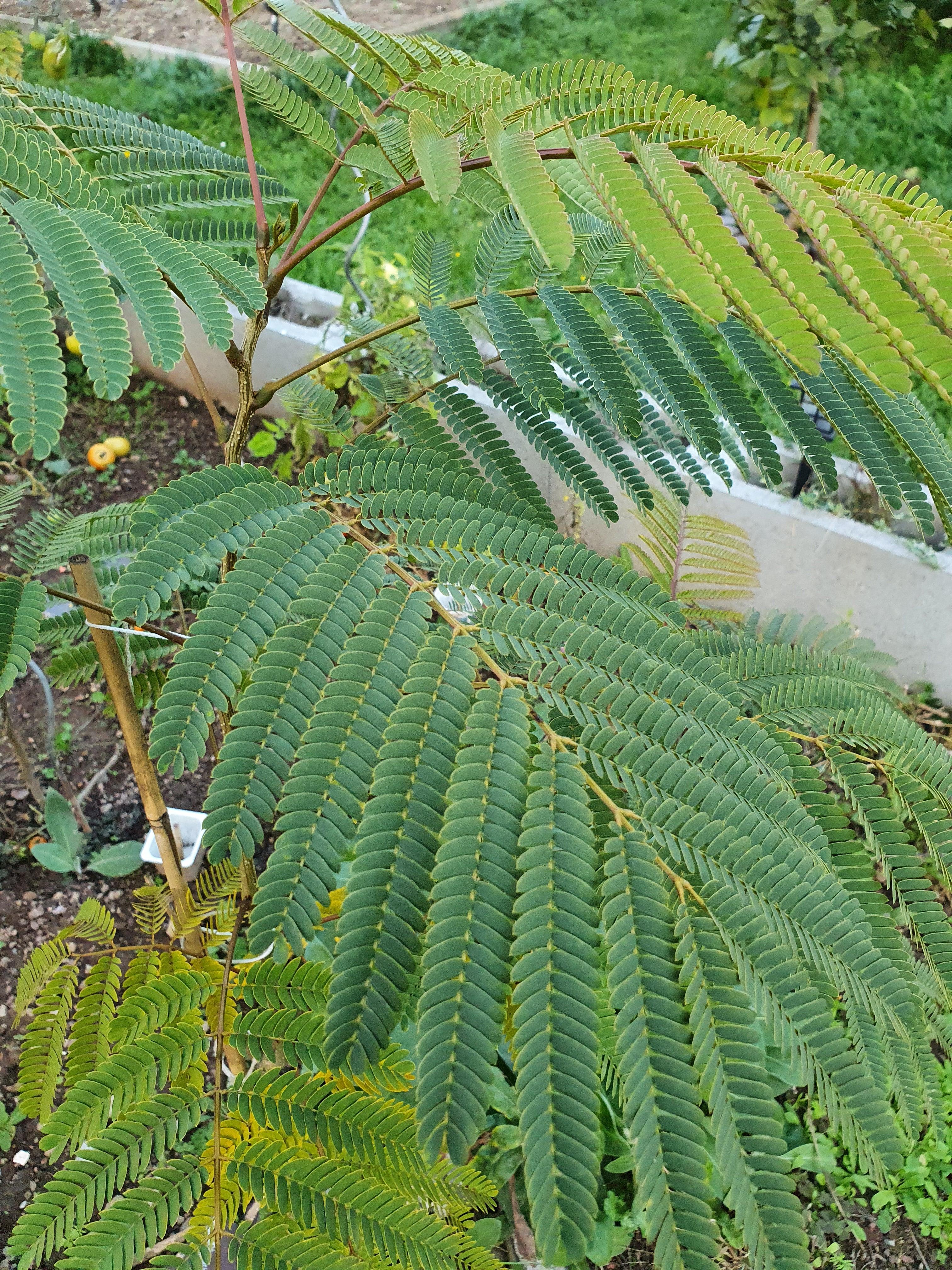 Albizia julibrissin &