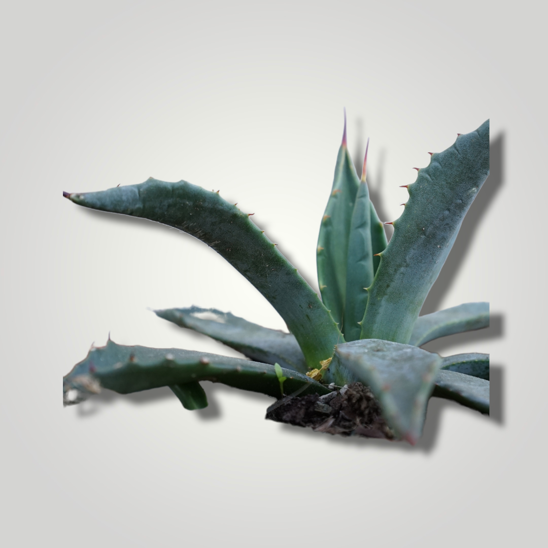 Agave parryi sp. parryi - Winterharte Agave - Image 