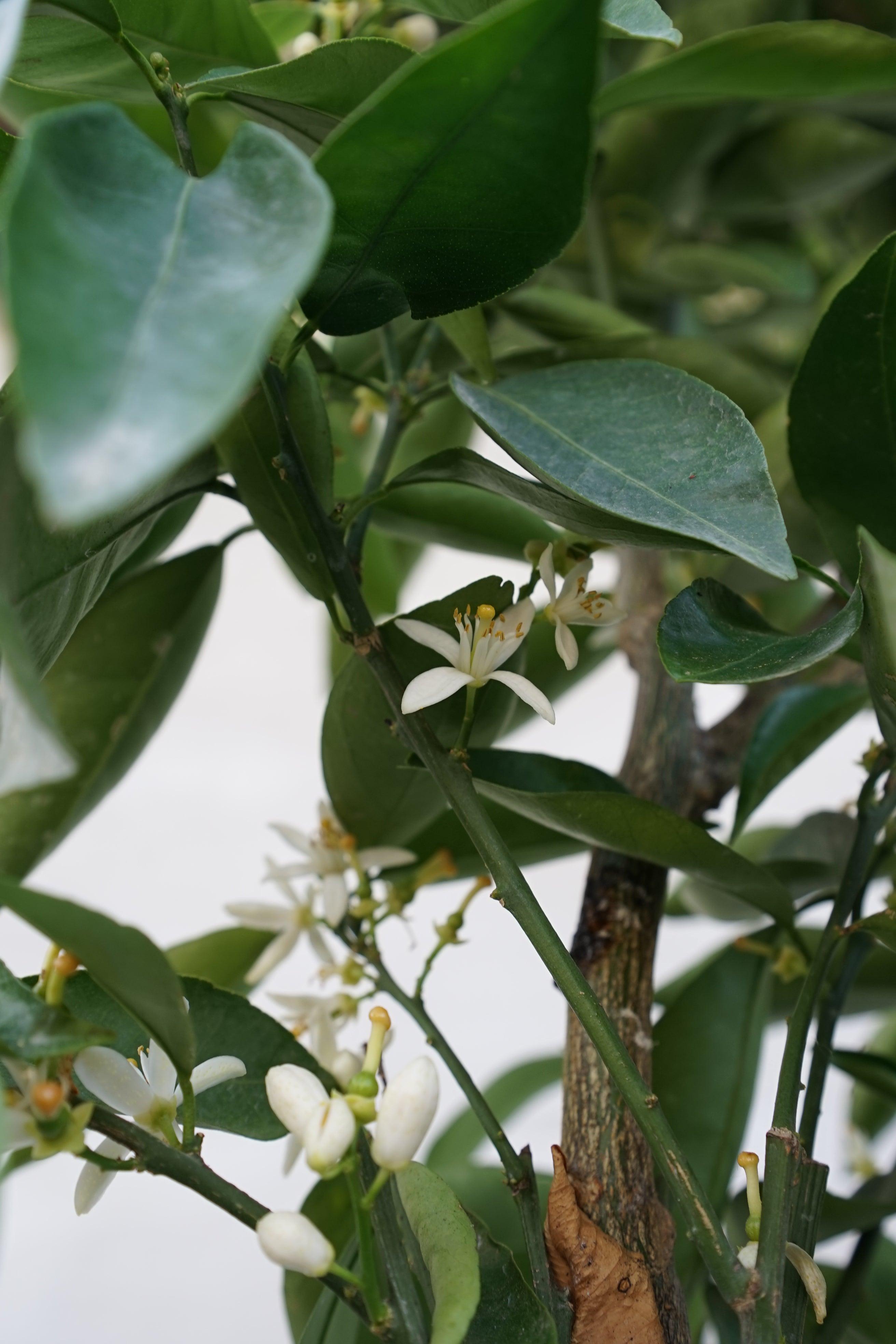 Citrus reticulata - Mandarine Mandarinenbaum - Image