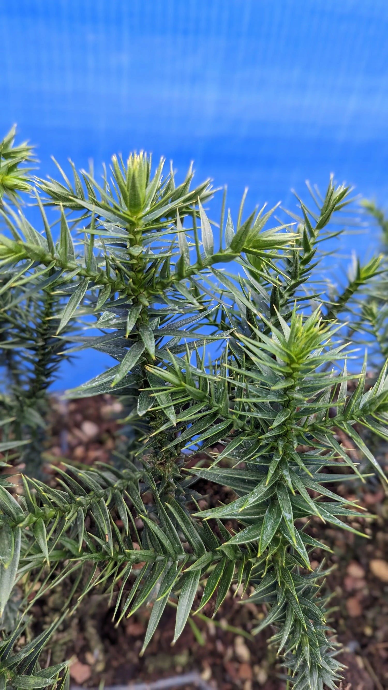 Araucaria araucana - Chilenische Araukarie - Image