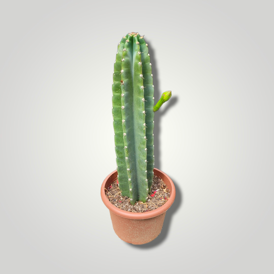 Cereus peruvianus - Säulenkaktus - Image