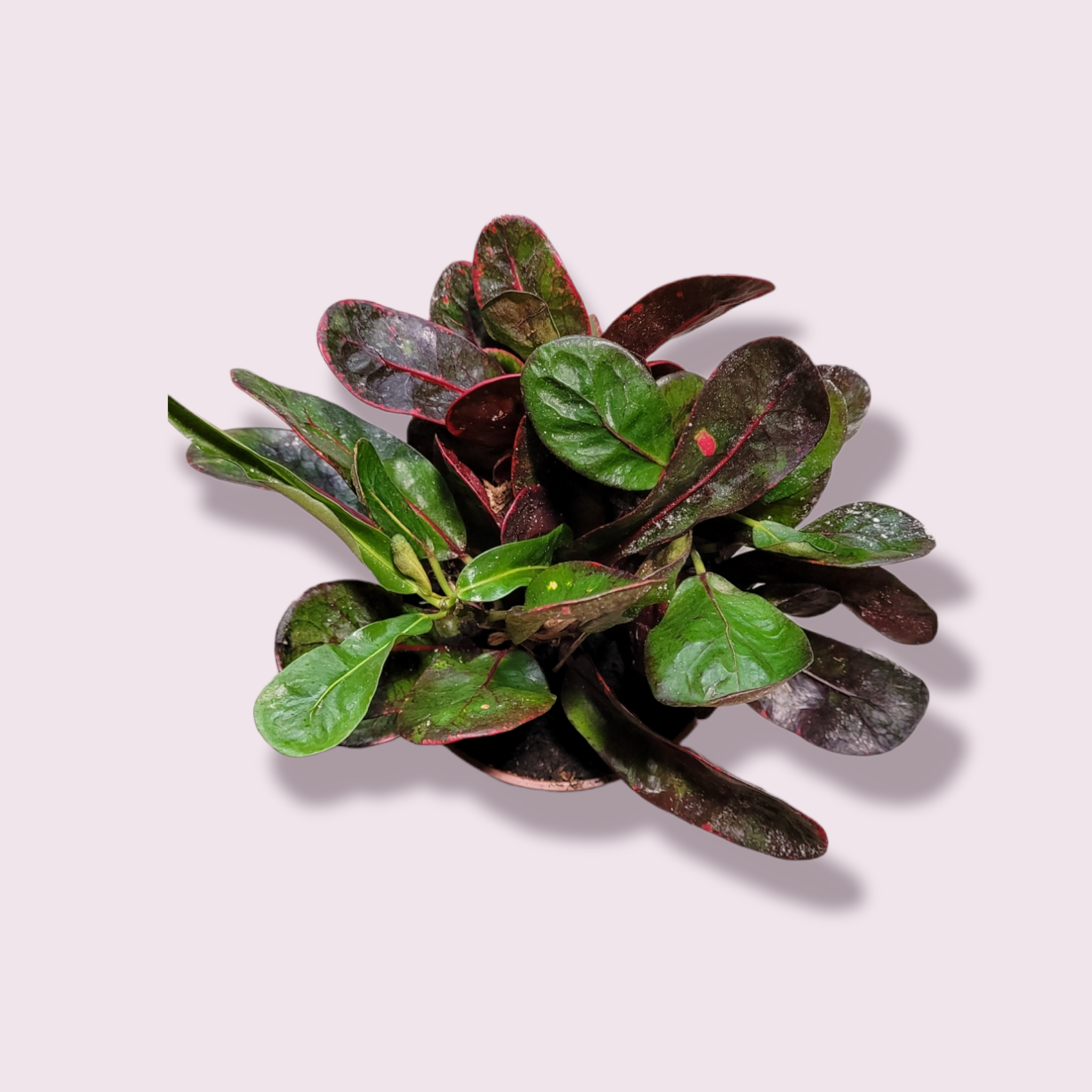 Codiaeum variegatum &