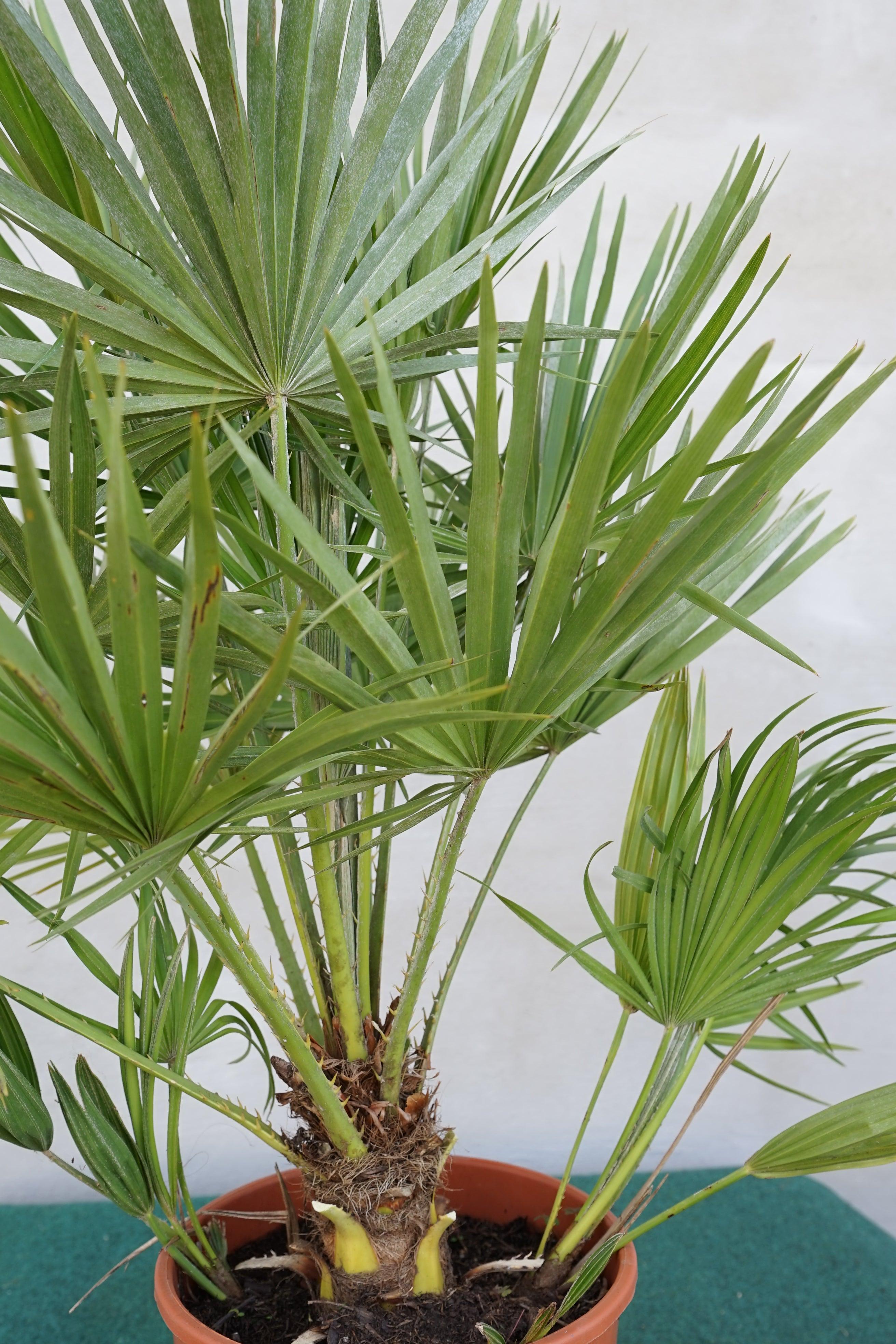 Chamaerops humilis vulcano - Kompakte Zwergpalme - Image