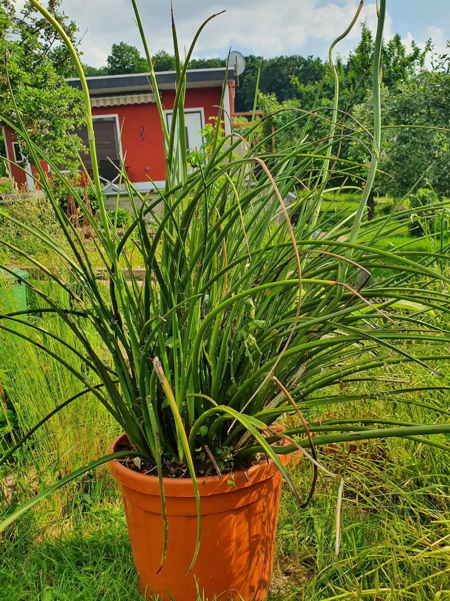 Hesperaloe parviflora - Stammlose Yucca - Image