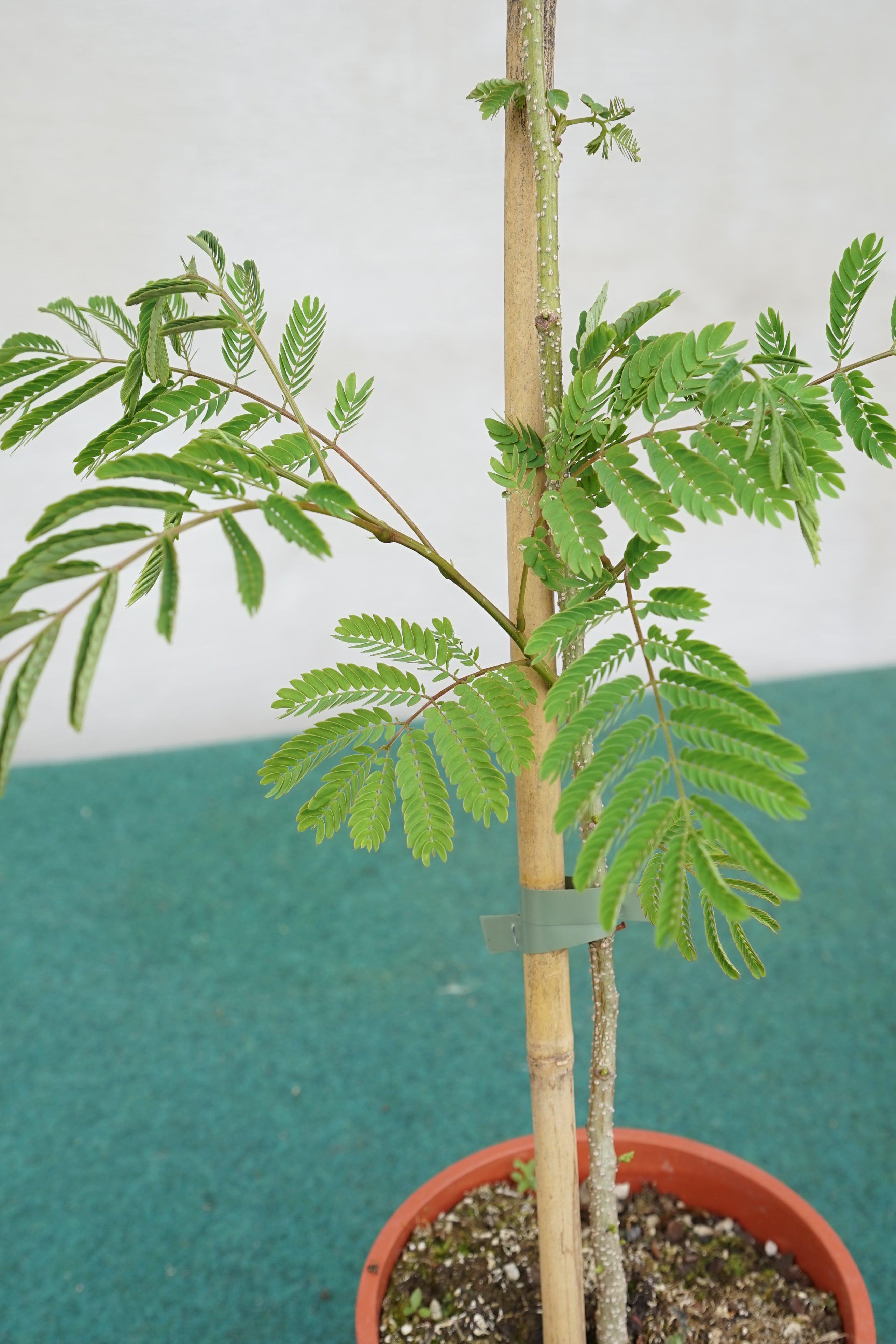 Albizia julibrissin &