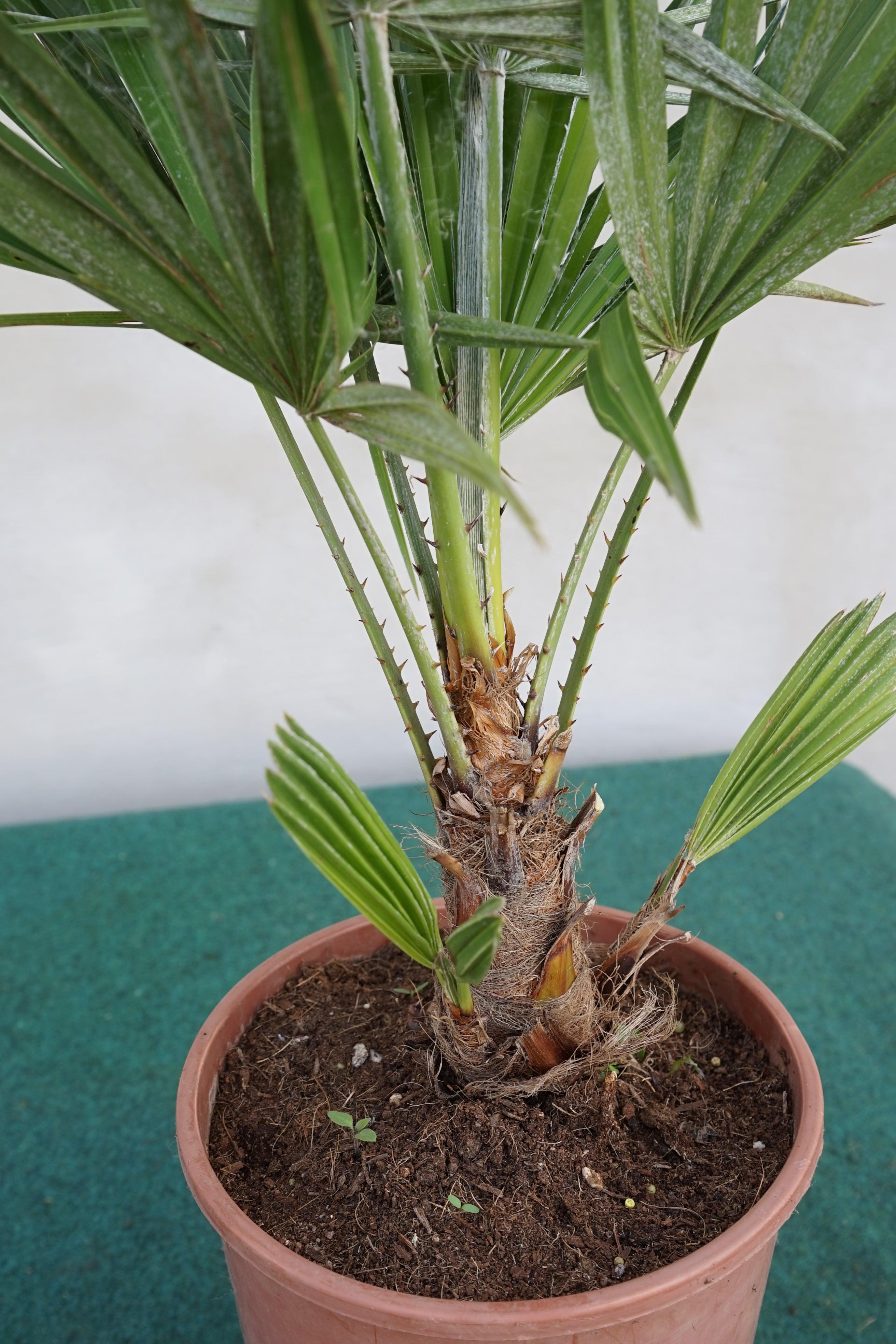 Chamaerops humilis vulcano - Kompakte Zwergpalme - Image