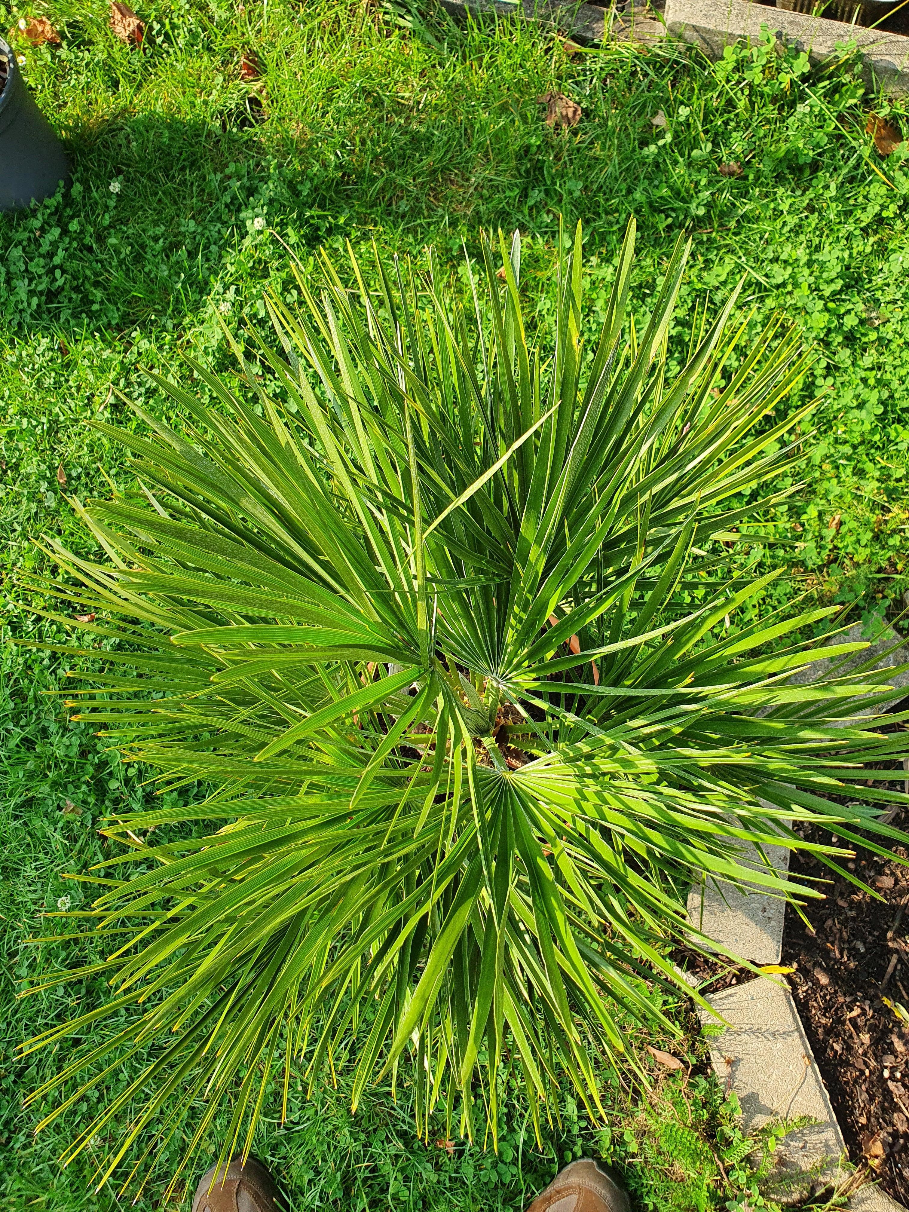 Chamaerops humilis - Europäische Zwergpalme - Image 