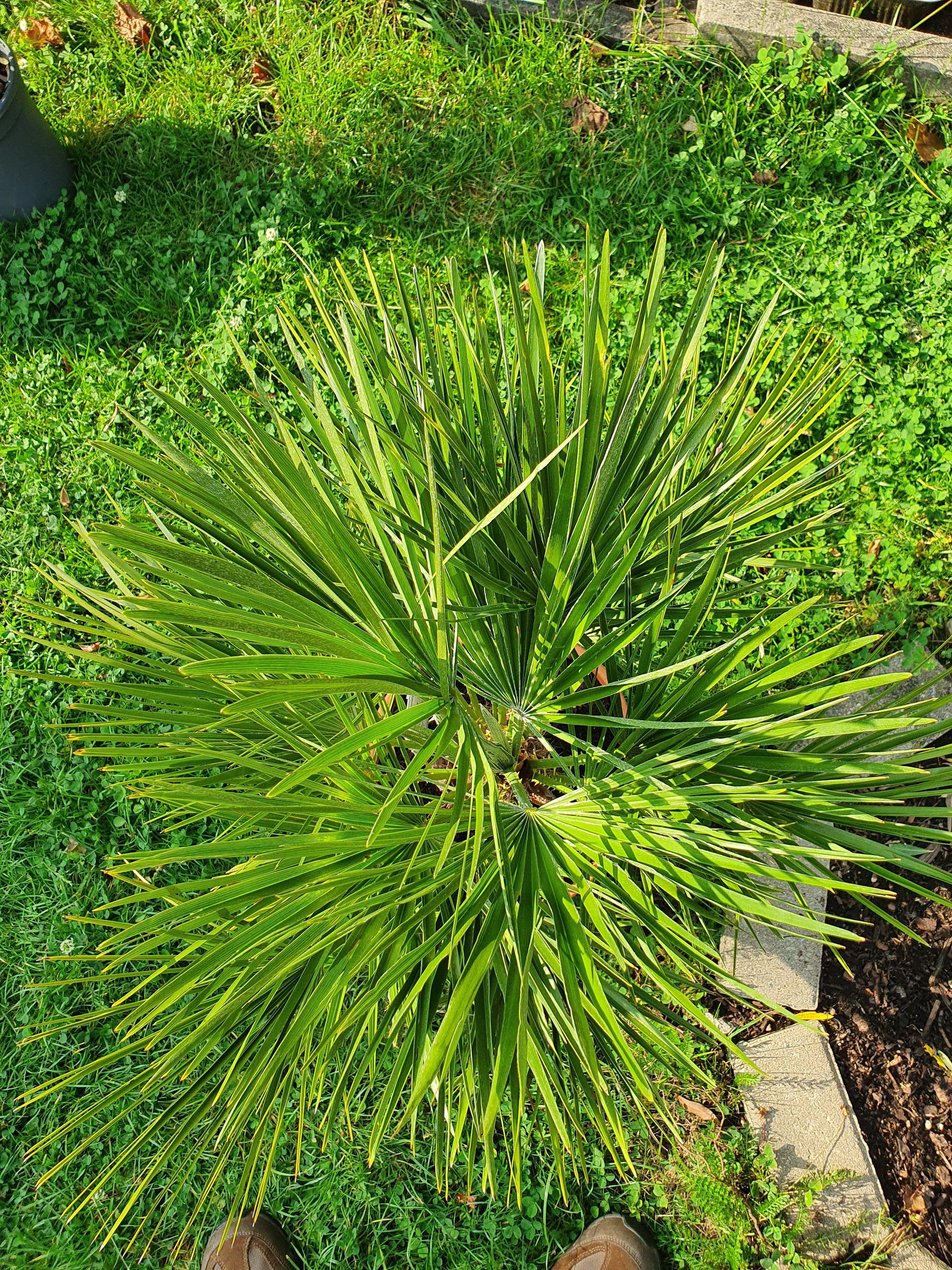 Chamaerops humilis - Europäische Zwergpalme - Image