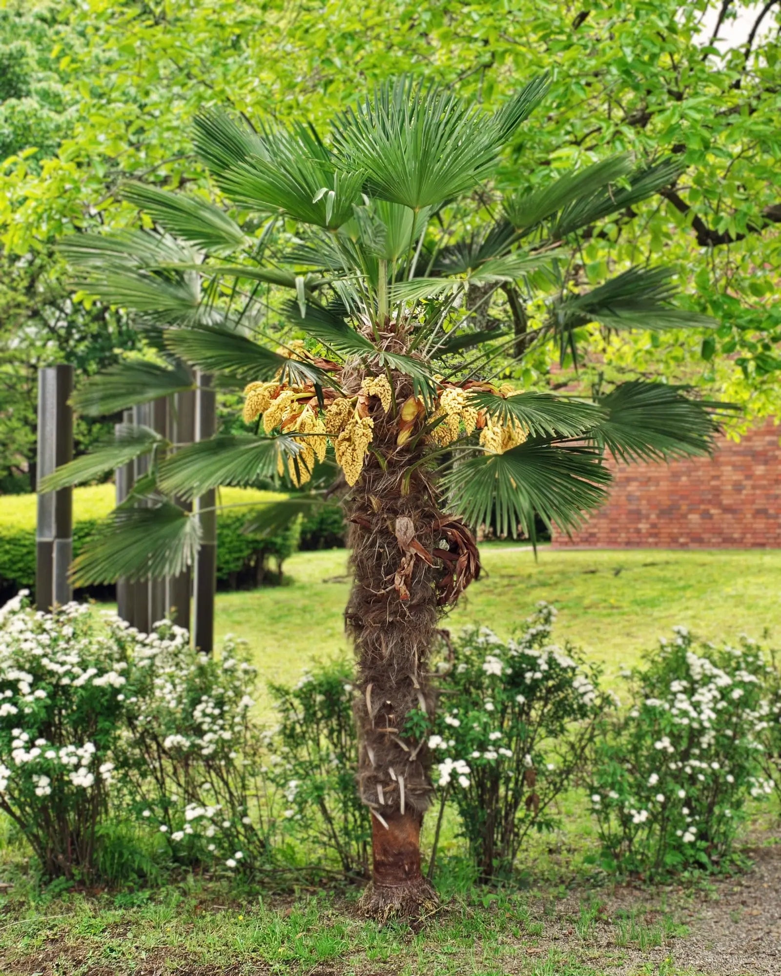 Trachycarpus wagnerianus - Wagner Hanfpalme - Image