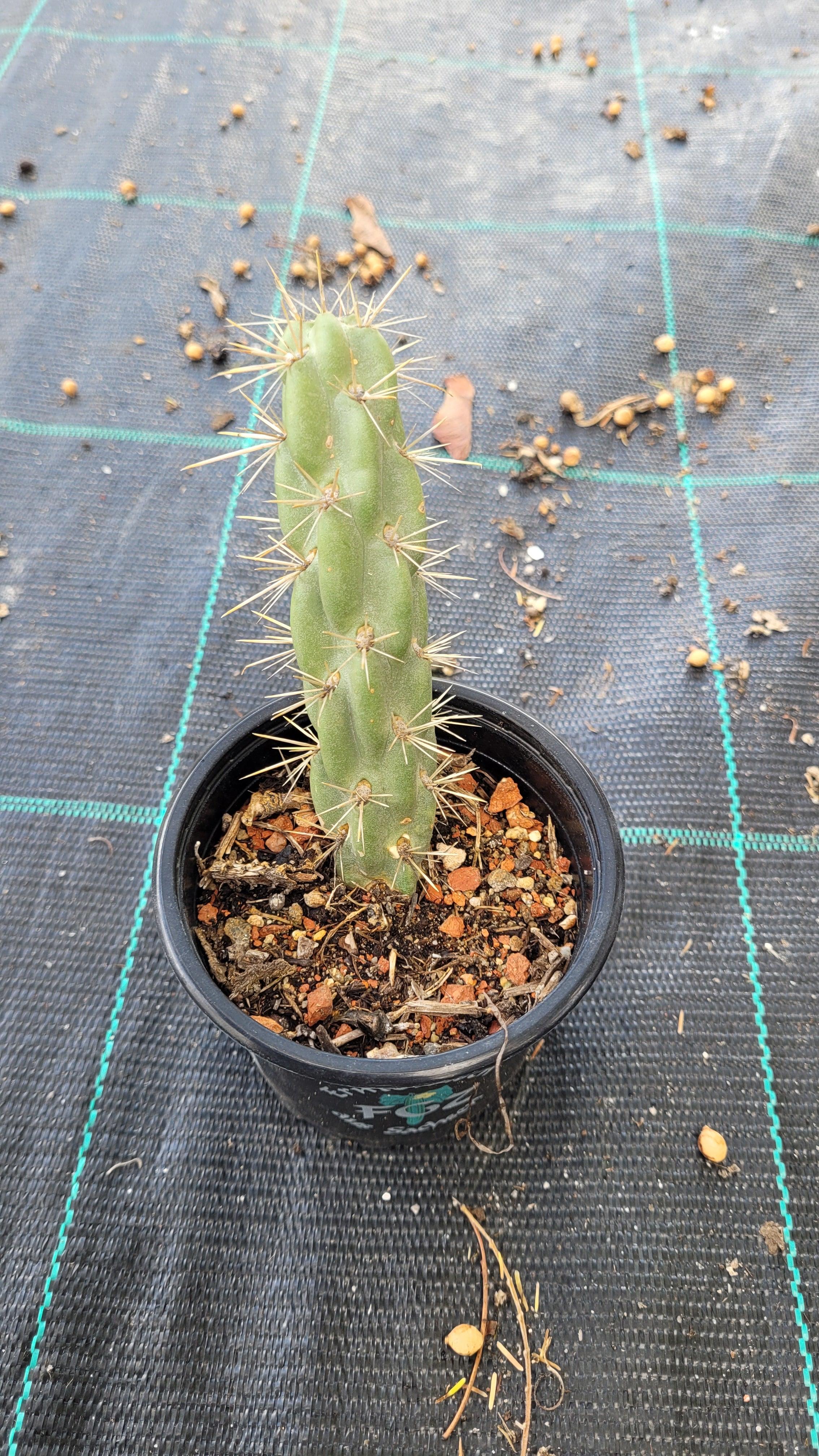 Cylindropuntia imbricata - Zylindrischer Feigenkaktus - Image