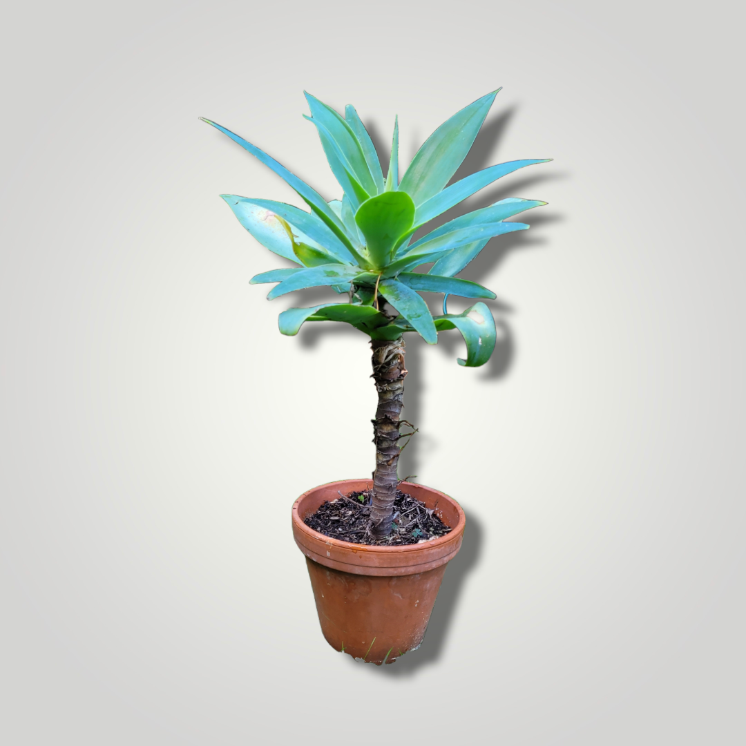 Agava attenuata - Drachenbaum Agave - Image
