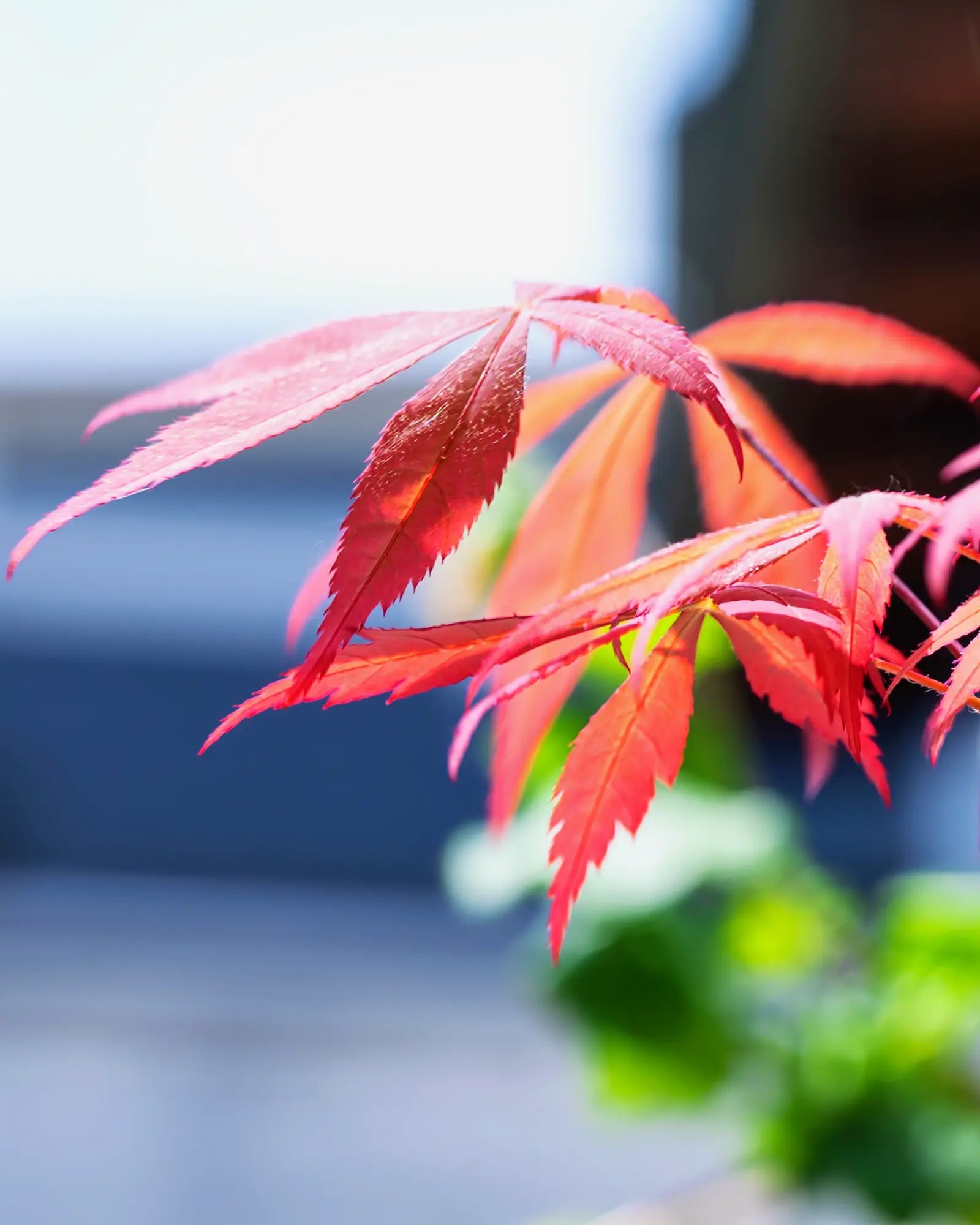 Acer palmatum &