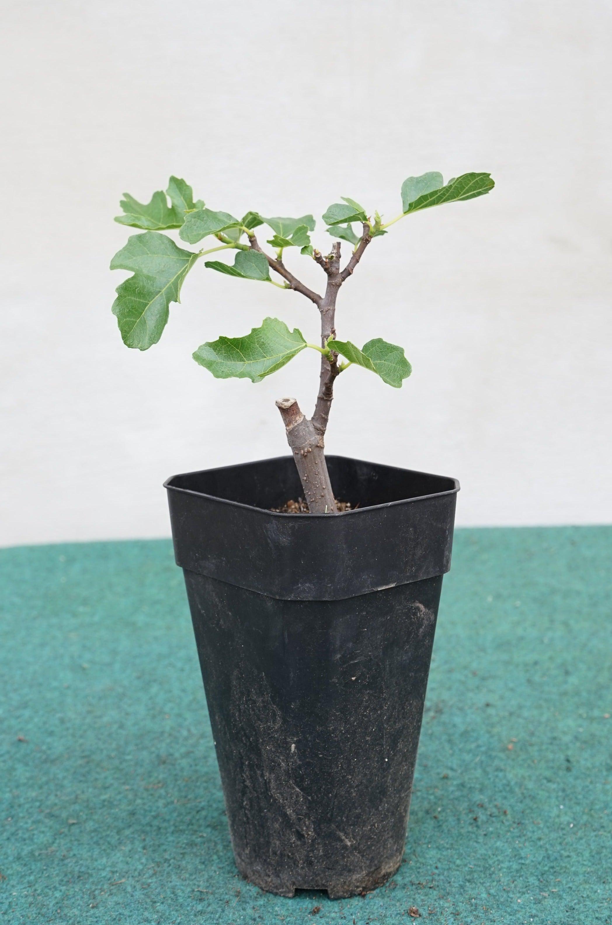 Ficus carica &
