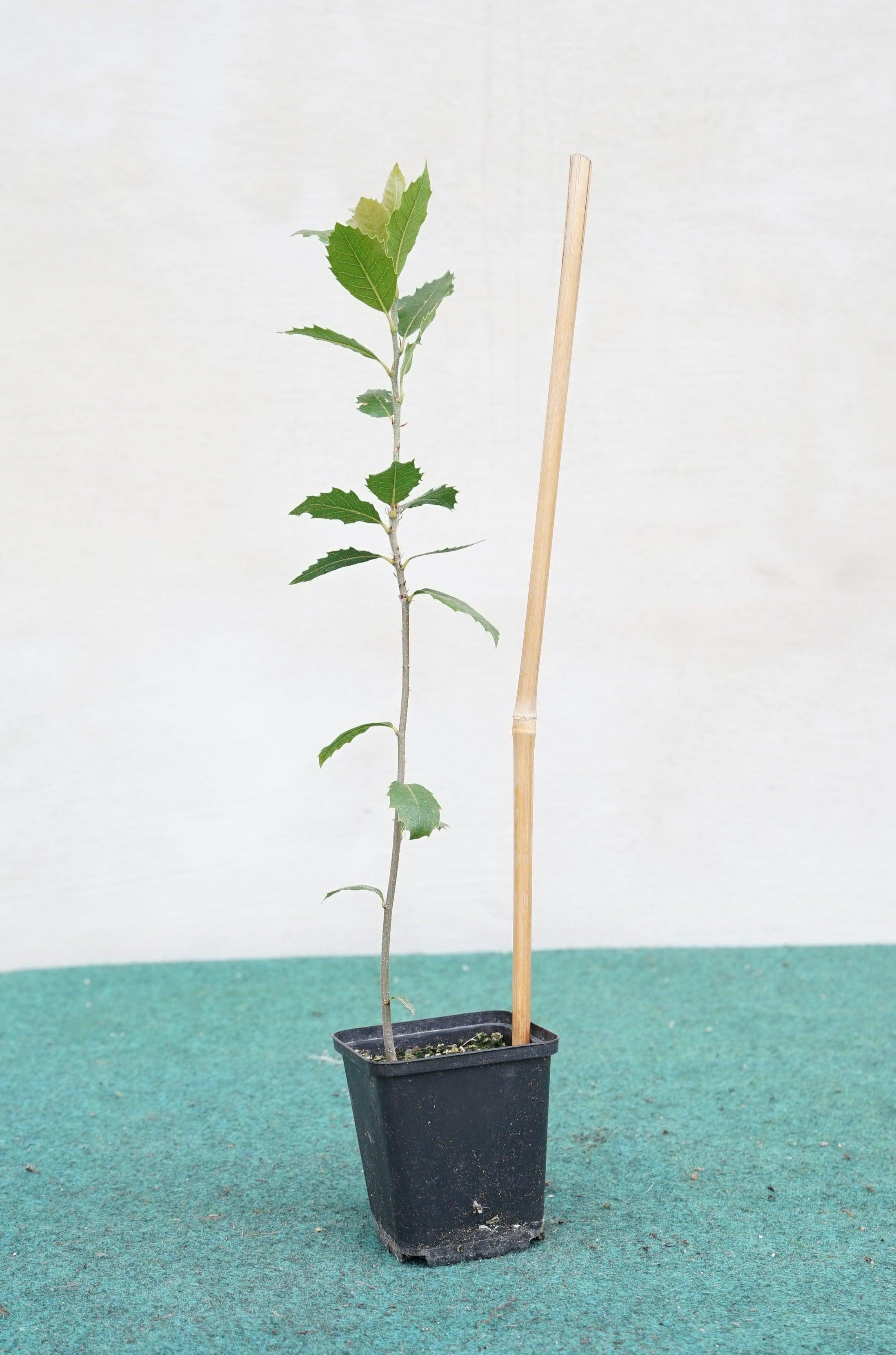 Quercus ilex - Steineiche - Image