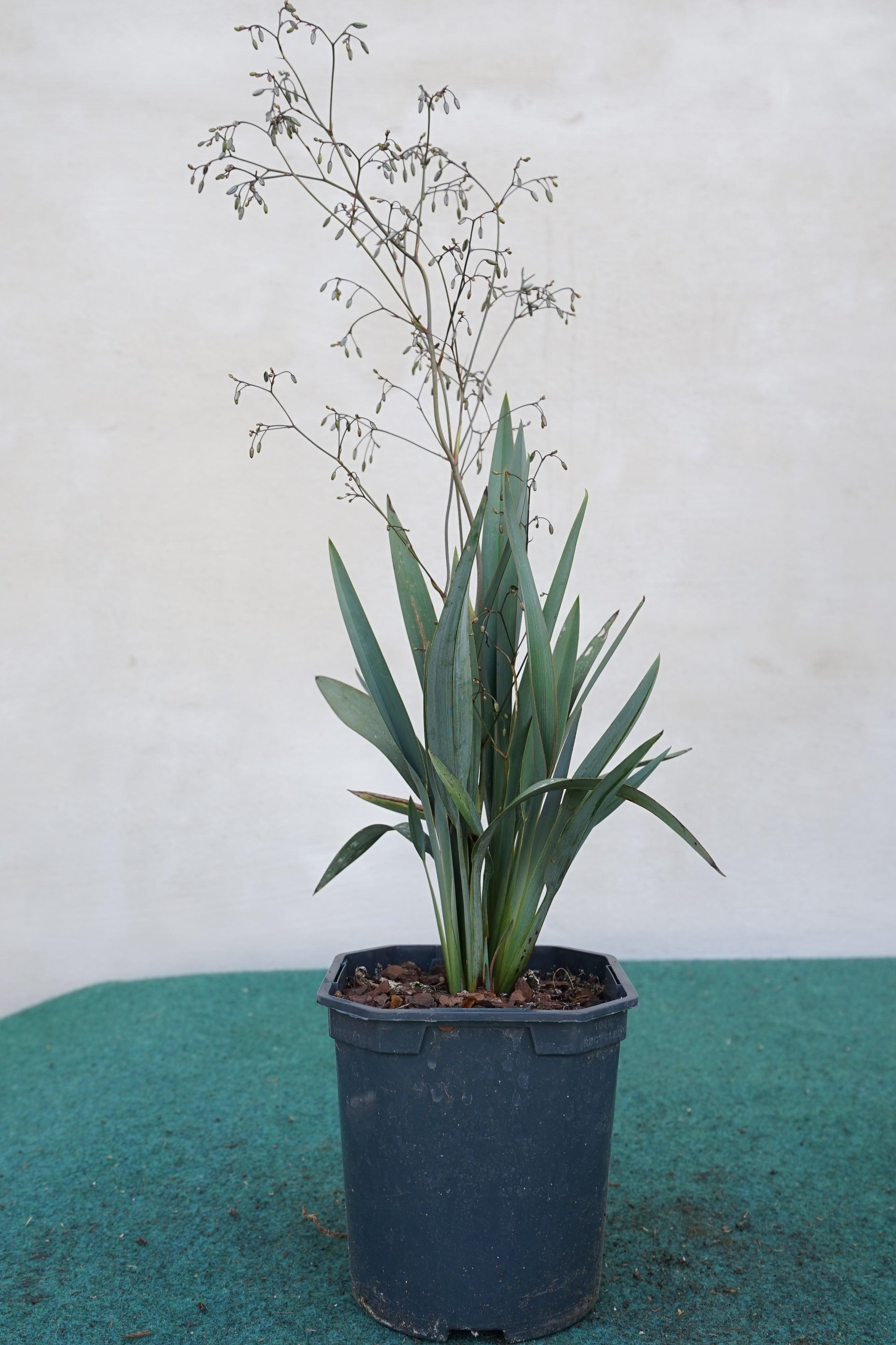 Dianella Bluestream - Ziergras - Image