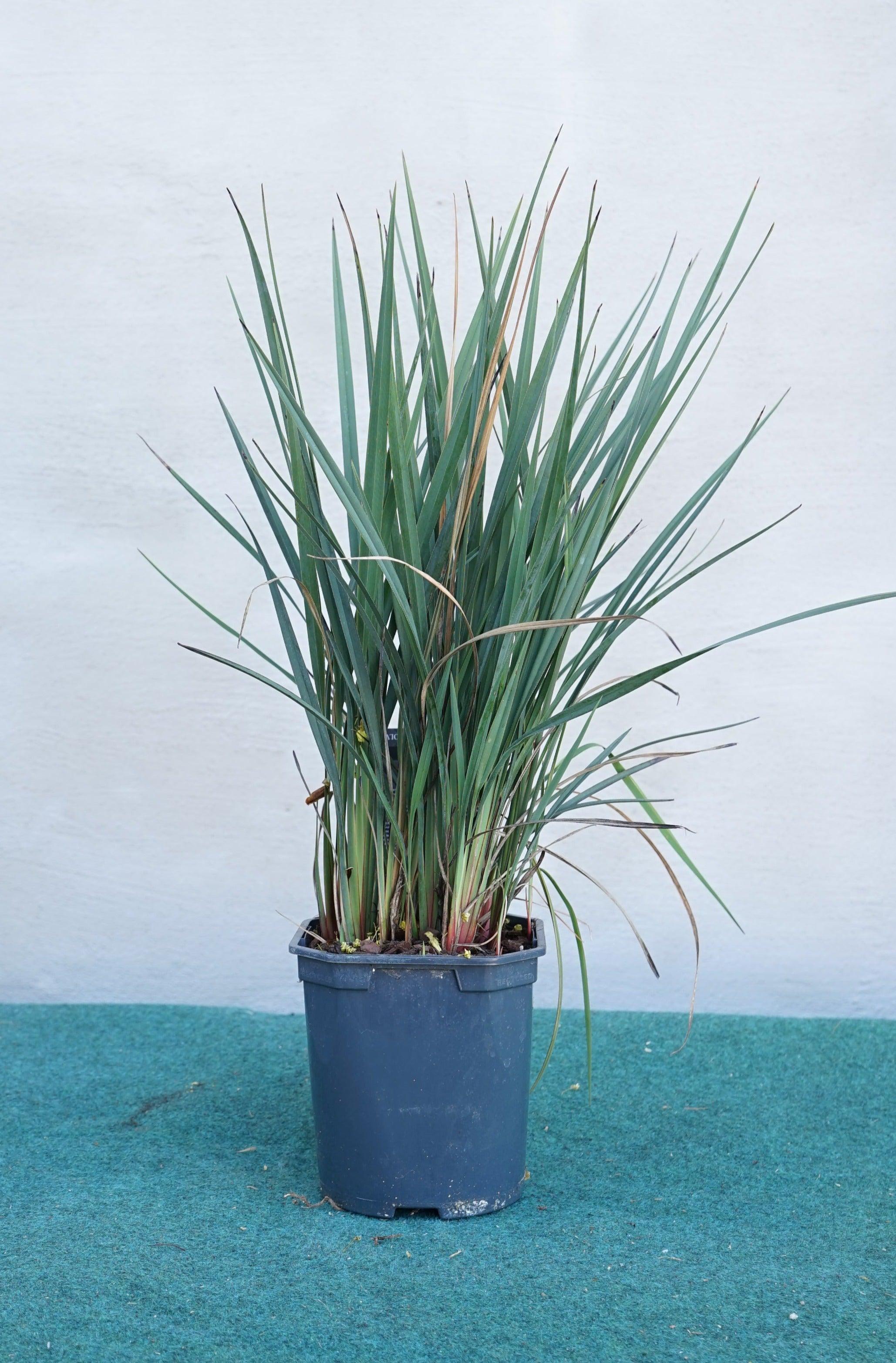 Dianella revoluta &