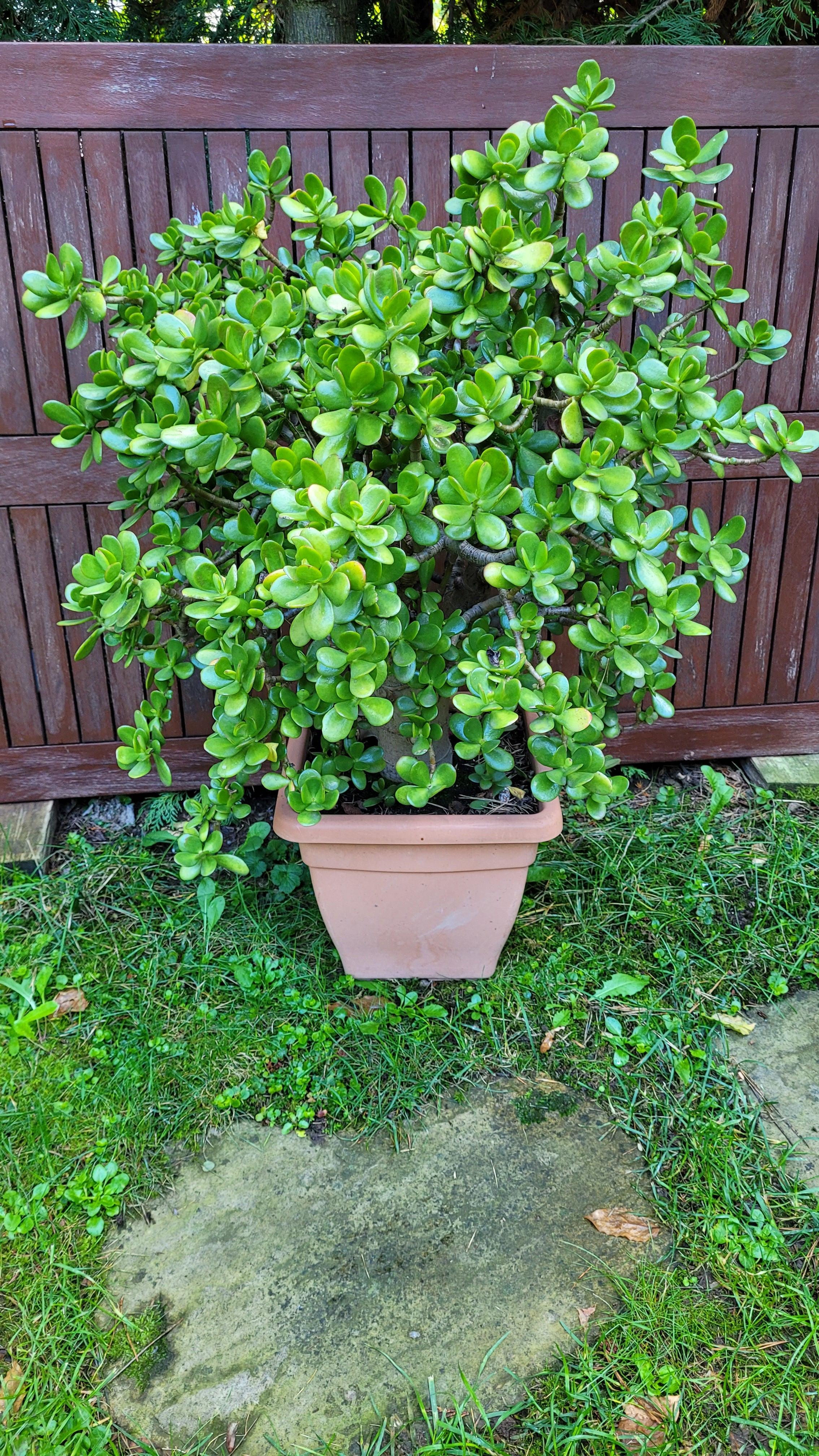 Crassula ovata - Jadestrauch Geldbaum - Image