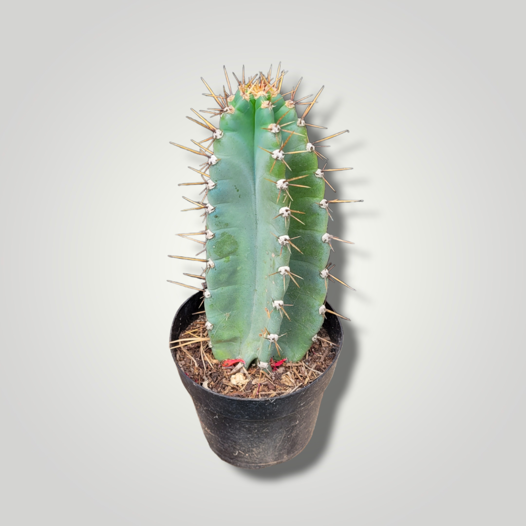 Cereus peruvianus - Säulenkaktus - Image
