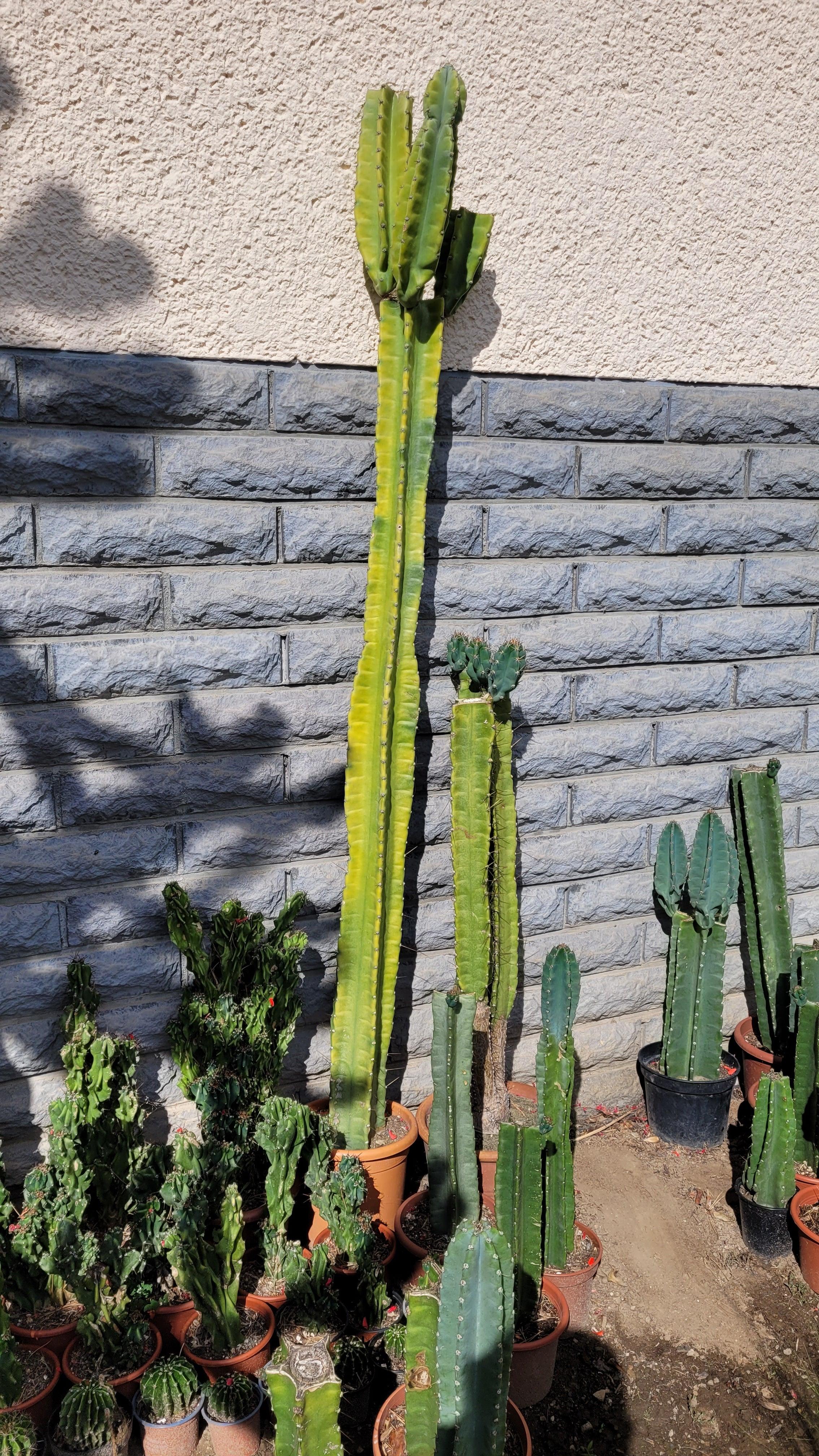 Cereus peruvianus - Säulenkaktus - Image
