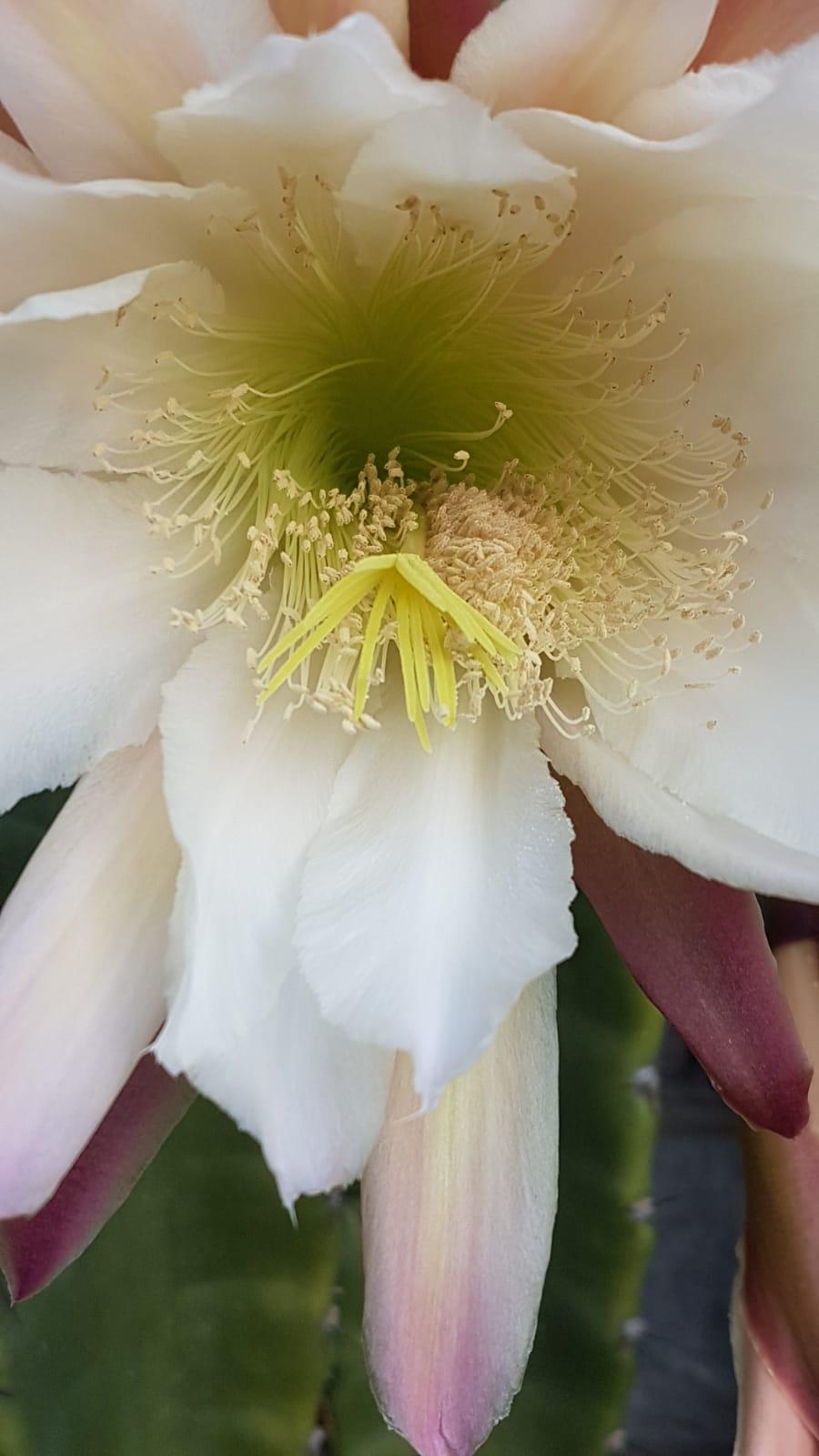 Cereus peruvianus - Säulenkaktus - Image