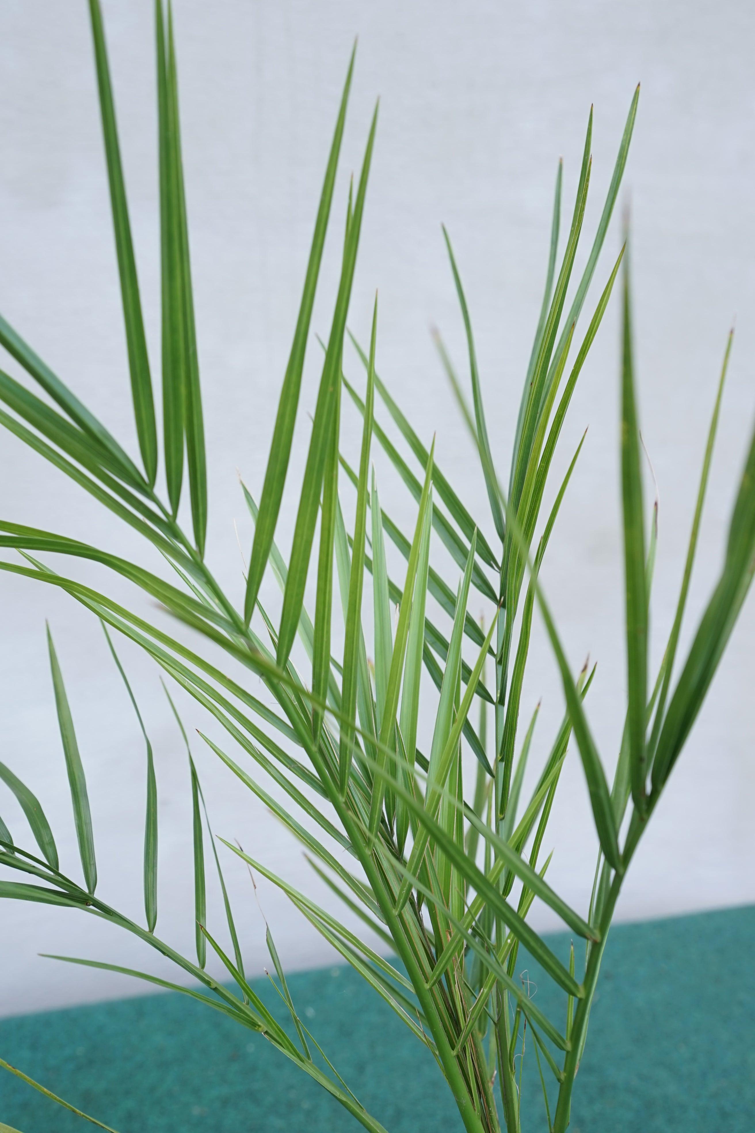 Phoenix canariensis - Kanarische Dattelpalme - Image