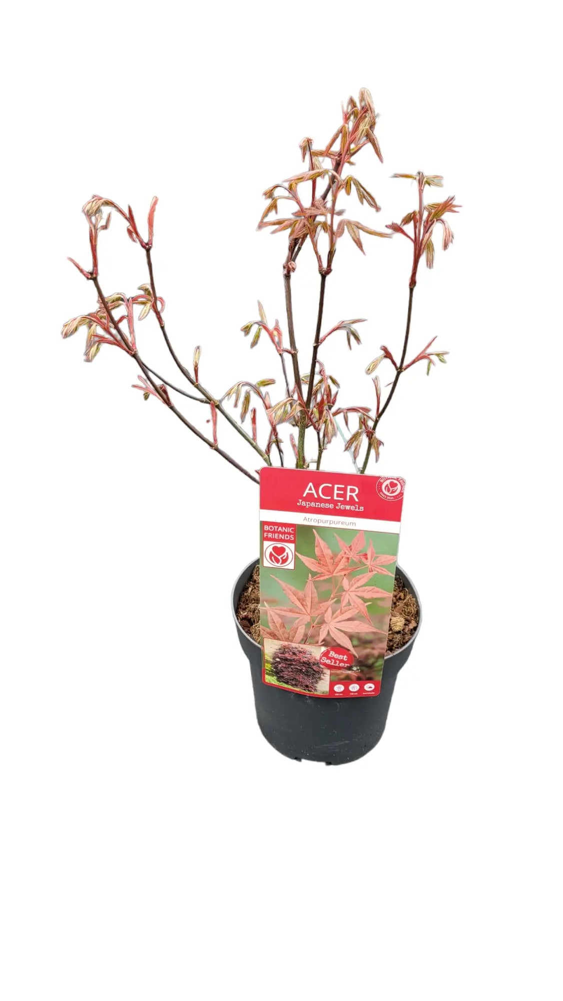 Acer palmatum &