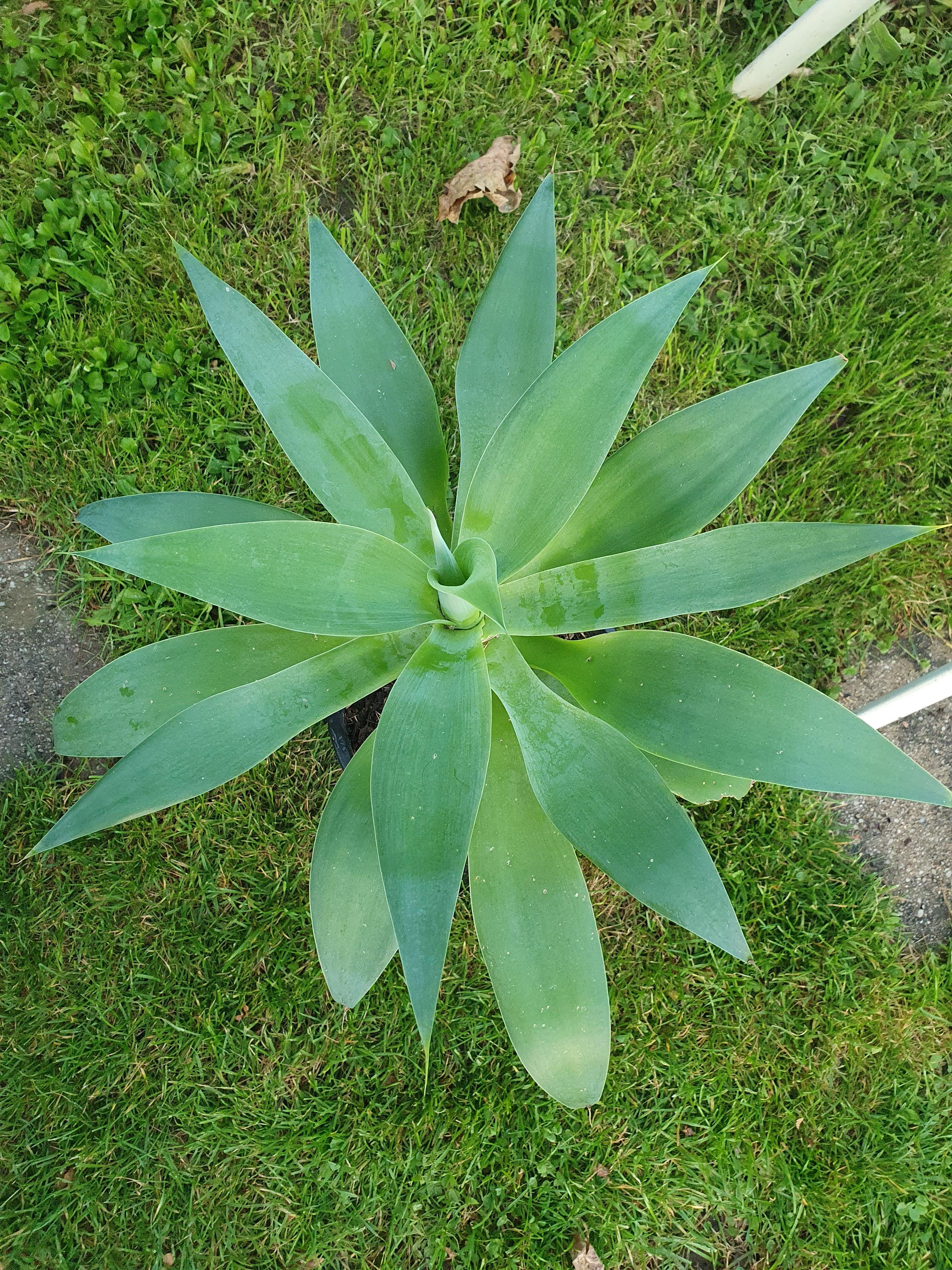 Agava attenuata - Drachenbaum Agave - Image