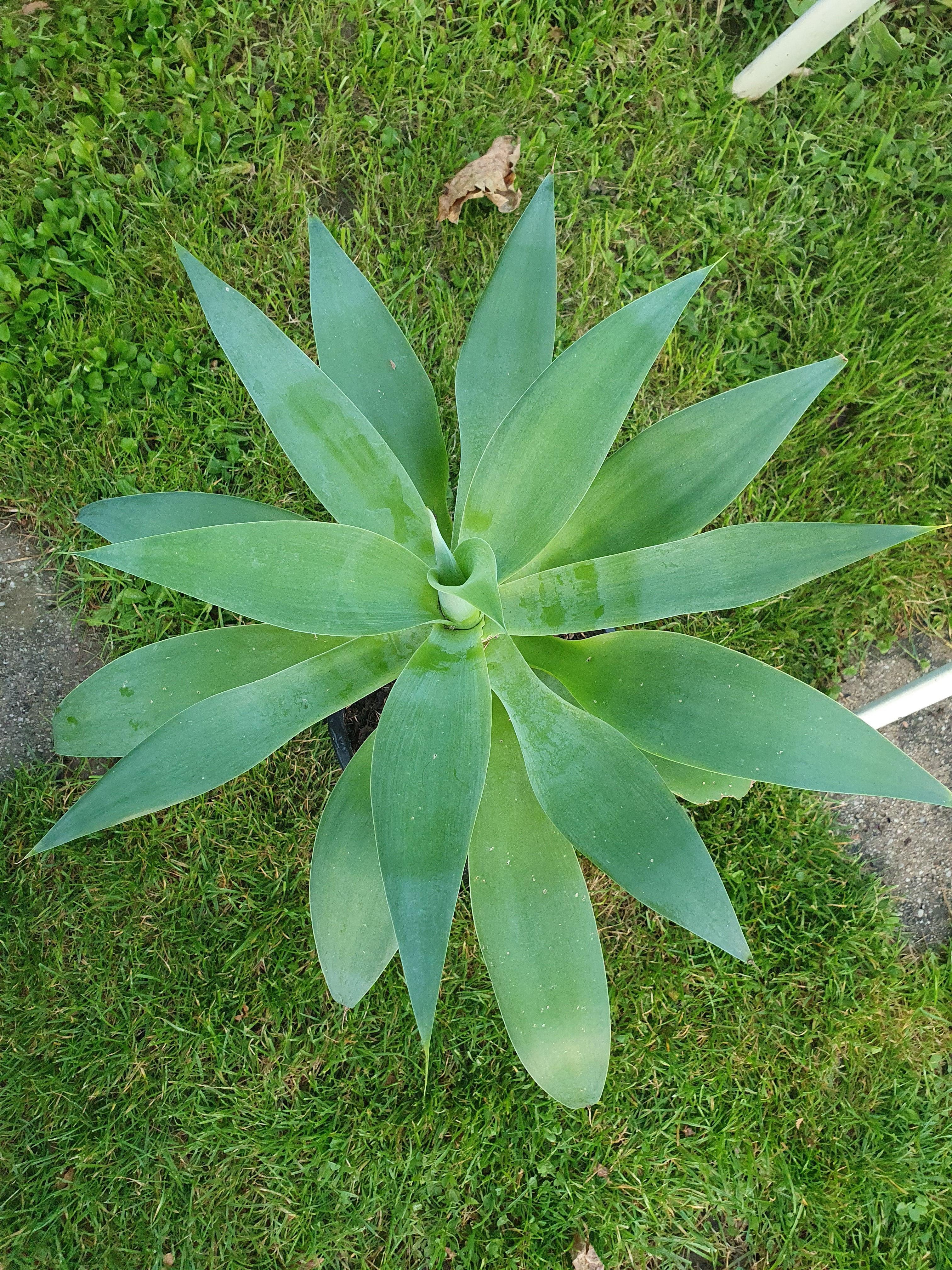 Agava attenuata - Drachenbaum Agave - Image 